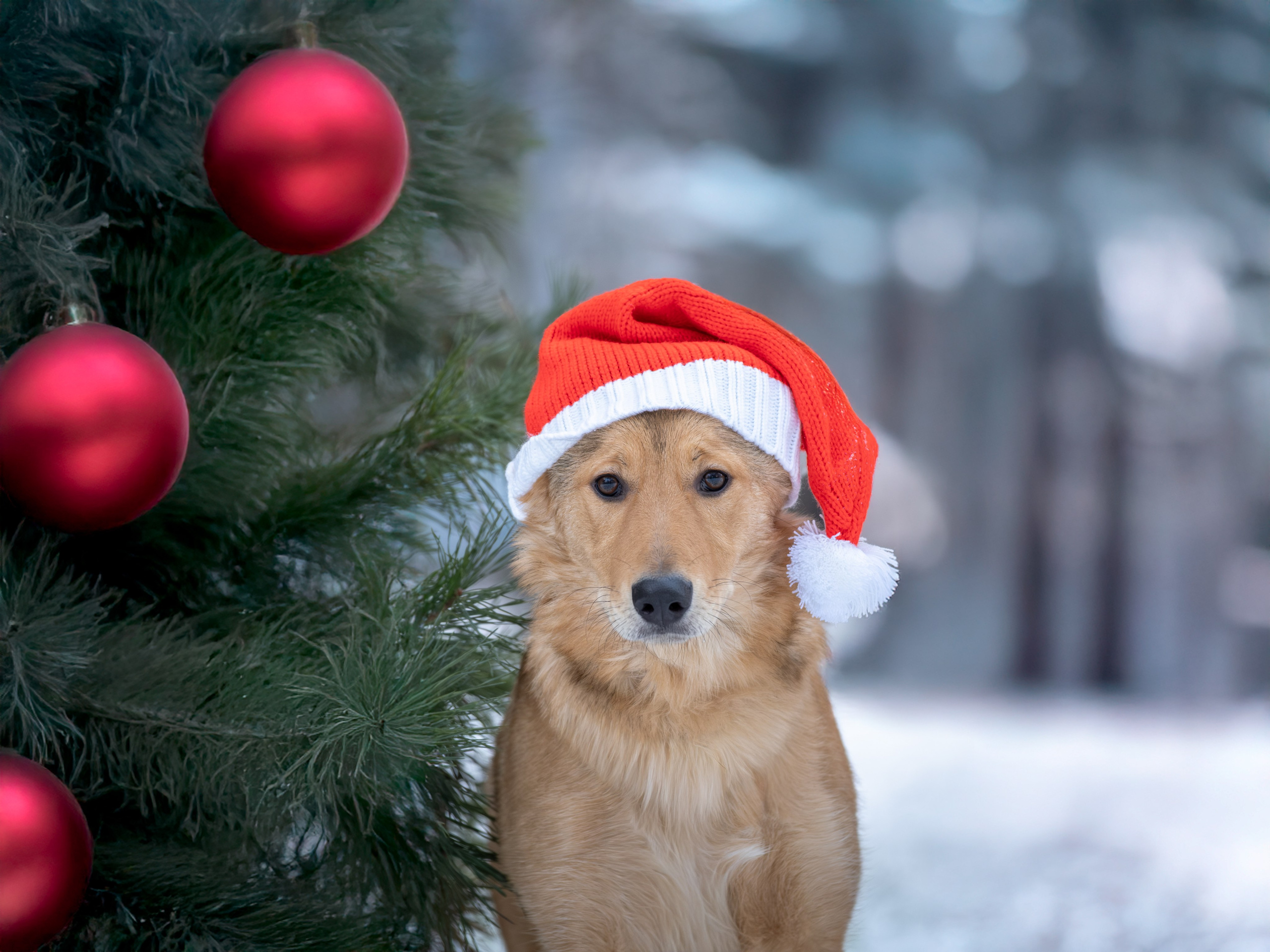 Съемки для пристройства!. Зоофотограф, фотограф животных в Москве и области Дина Дамоцева