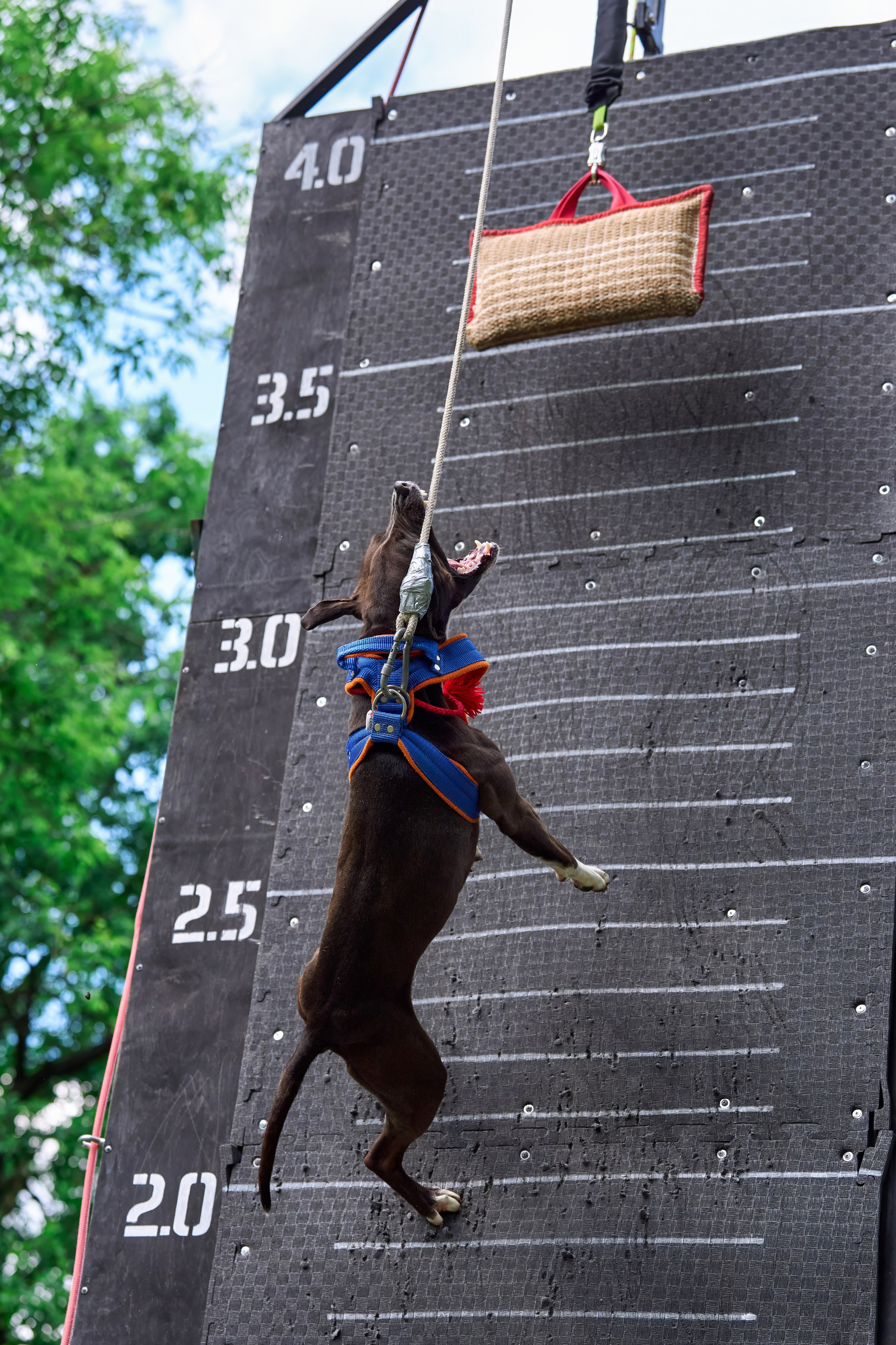 Двухдневные соревнования «Jump'n'Gym Fest — 2024». Фотограф-анималист Михаил Манухин