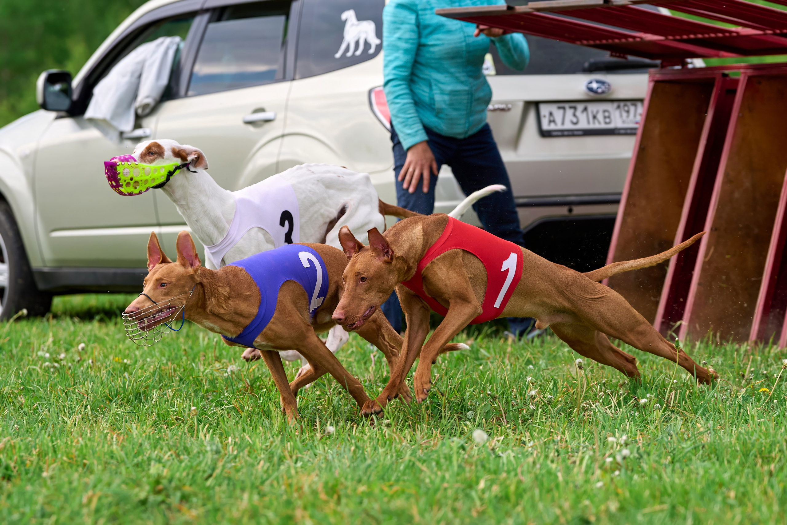 Квалификация по рейсингу. РАЛББ и Курсинг на Ярославке. Фотограф-анималист Михаил Манухин