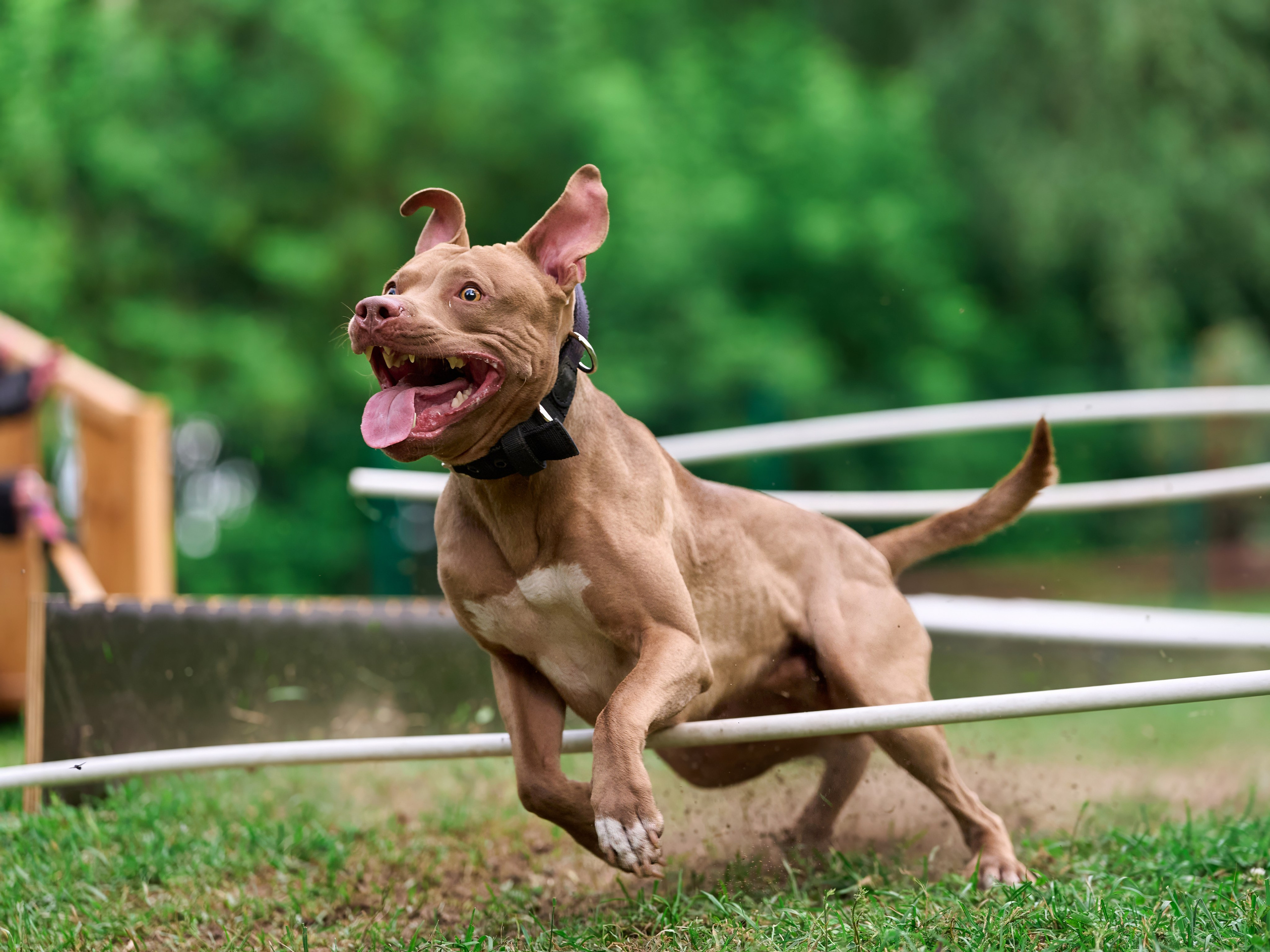 Двухдневные соревнования «Jump'n'Gym Fest — 2024». Фотограф-анималист Михаил Манухин