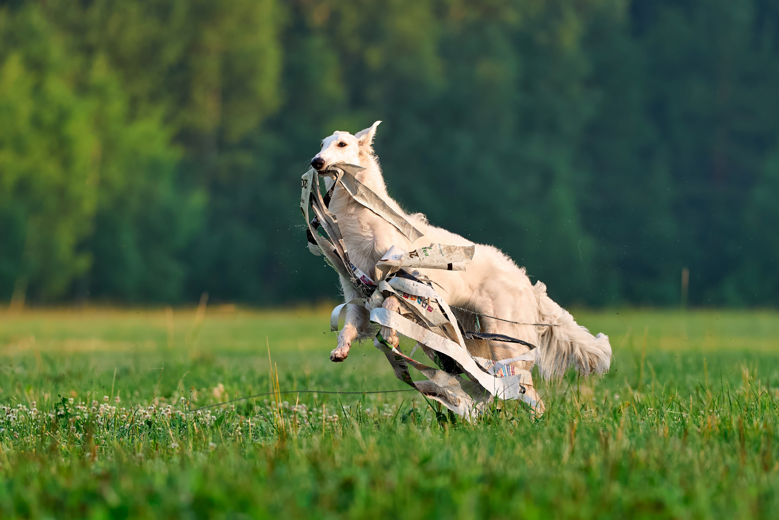 Тренировка по курсингу Донино. Фотограф-анималист Михаил Манухин