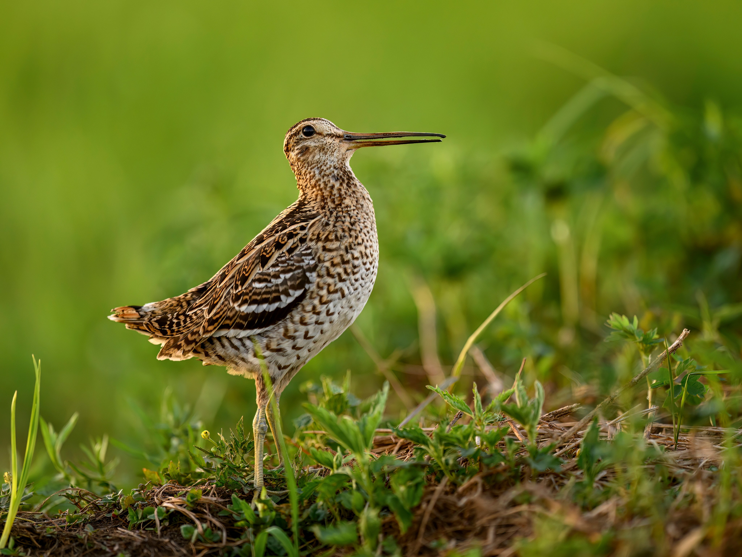 Дупелиный ток: настоящие гусары!. Фотограф Сергей Пупонин