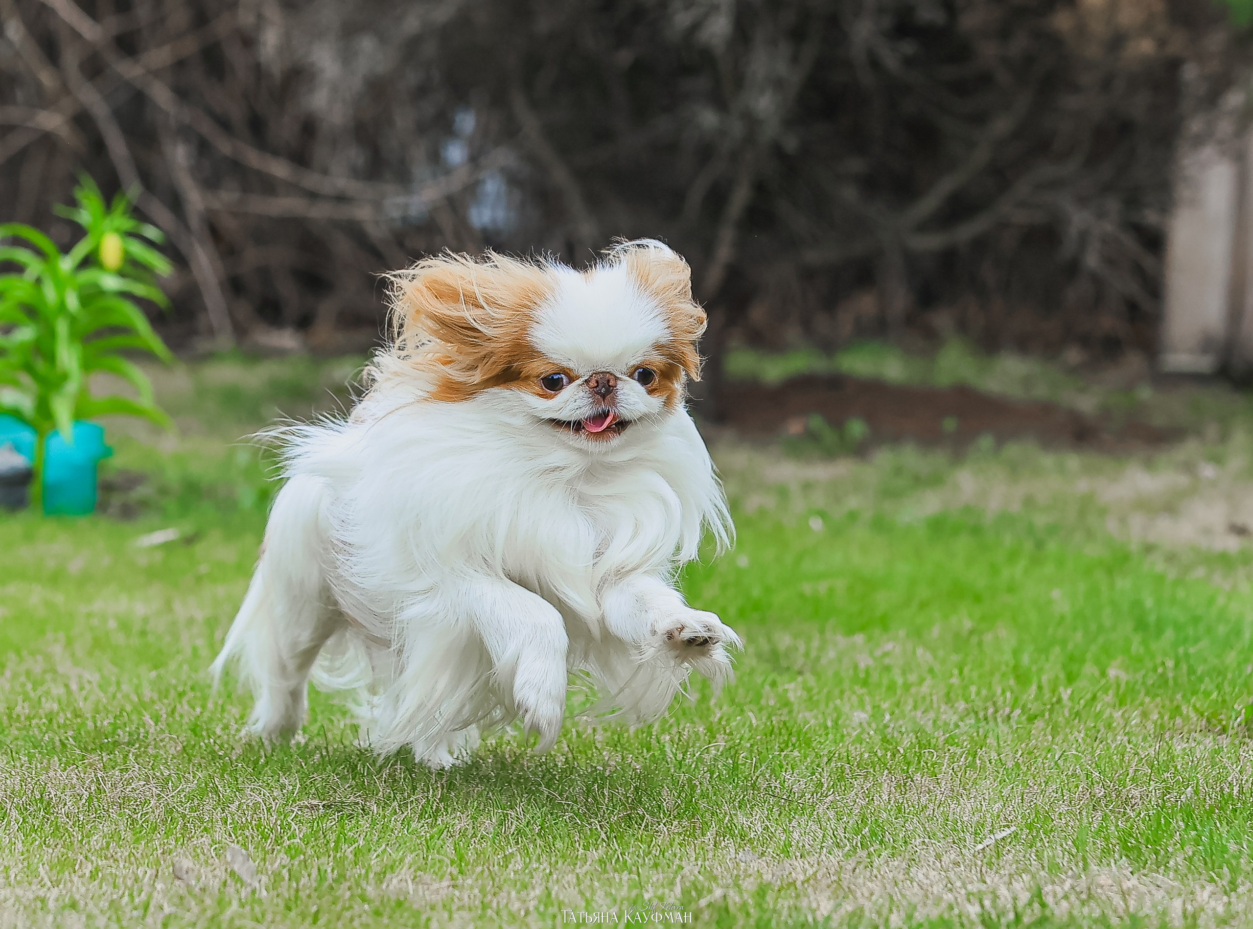 Японский хин, фотография японский хин, собака в цветах, красивая собака, фотограф анималист, фотокурс Анималистика, научиться фотографировать собак, фотограф Новосибирск