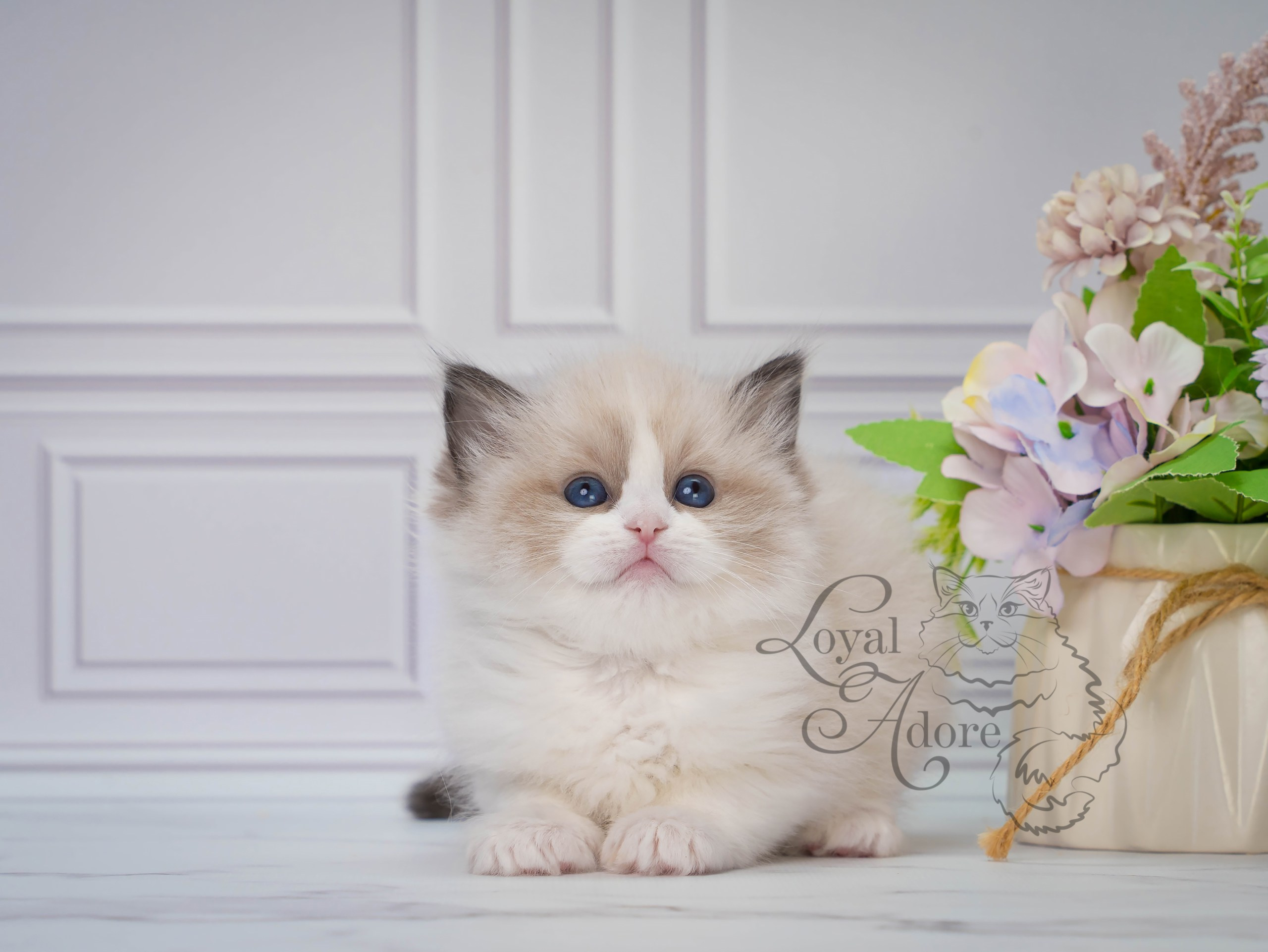 Котята рэгдолл от Loyal Adore. Питомник рэгдолл Loyal Adore
