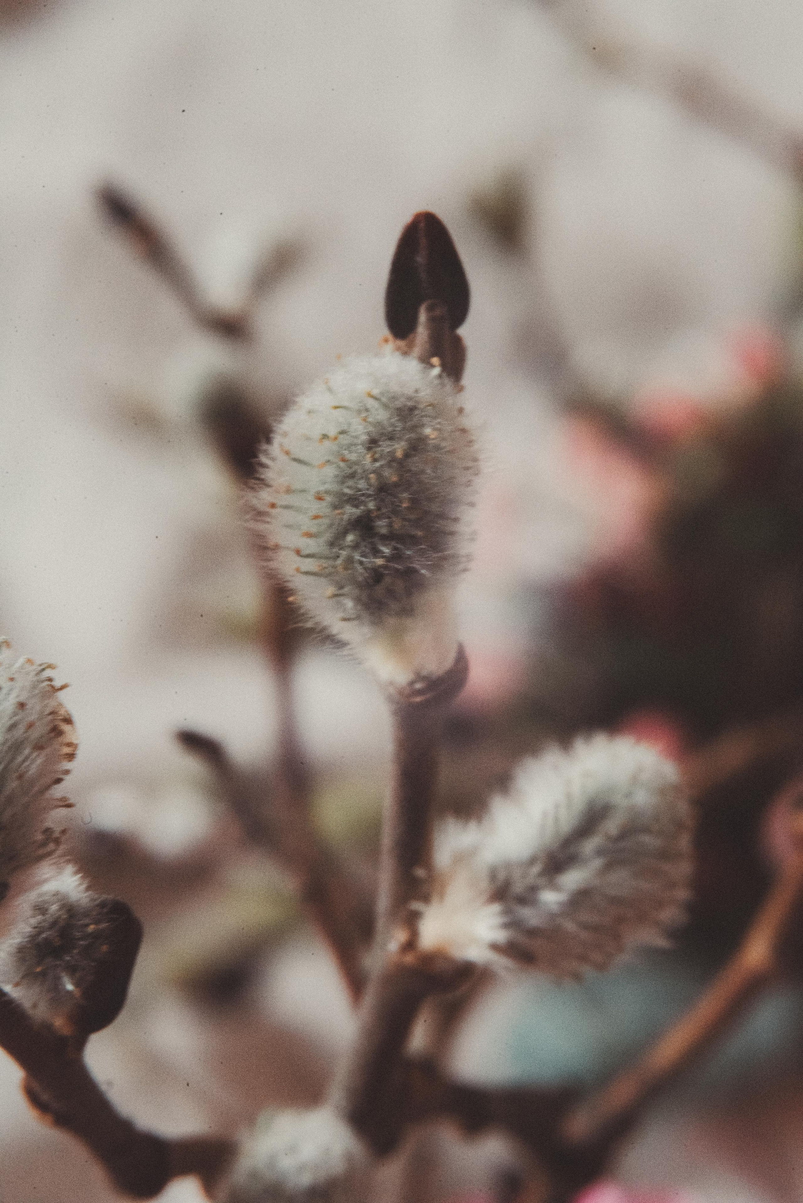 Пасха. Главная