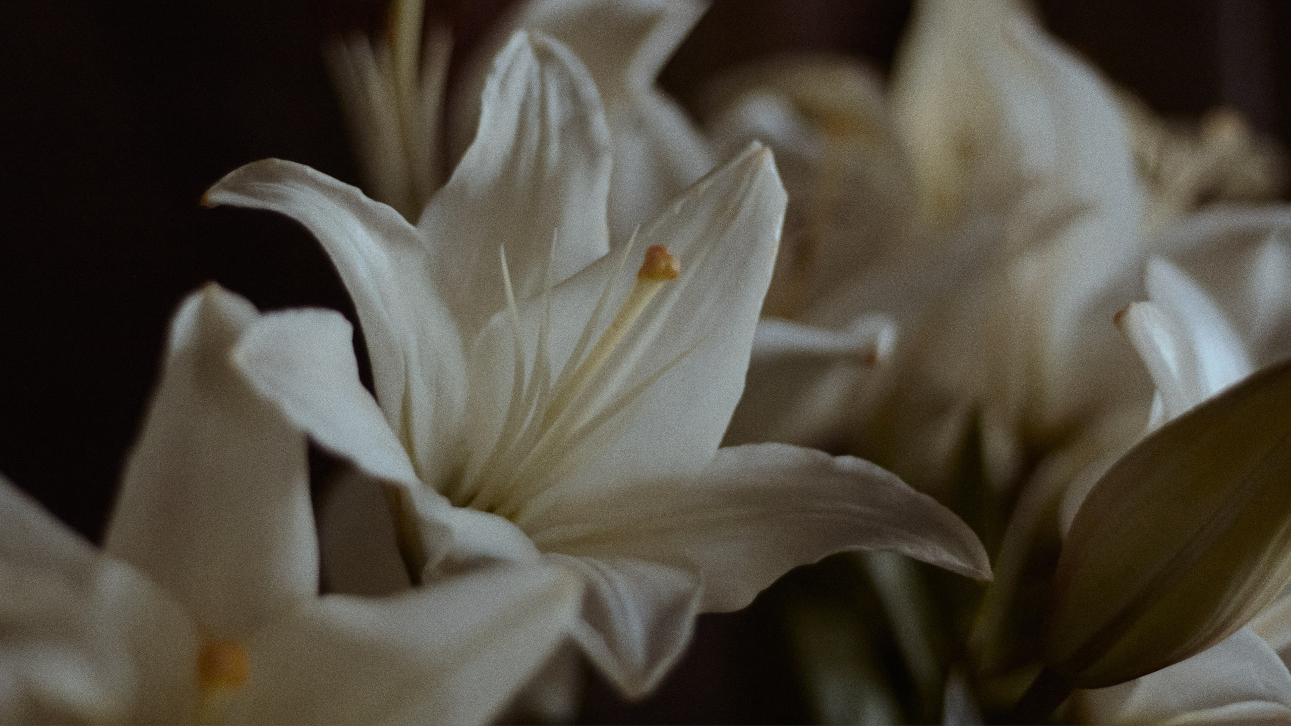 По мотивам Возрождения. Фотограф лавстори Москва/МО Приятелева Ангелина