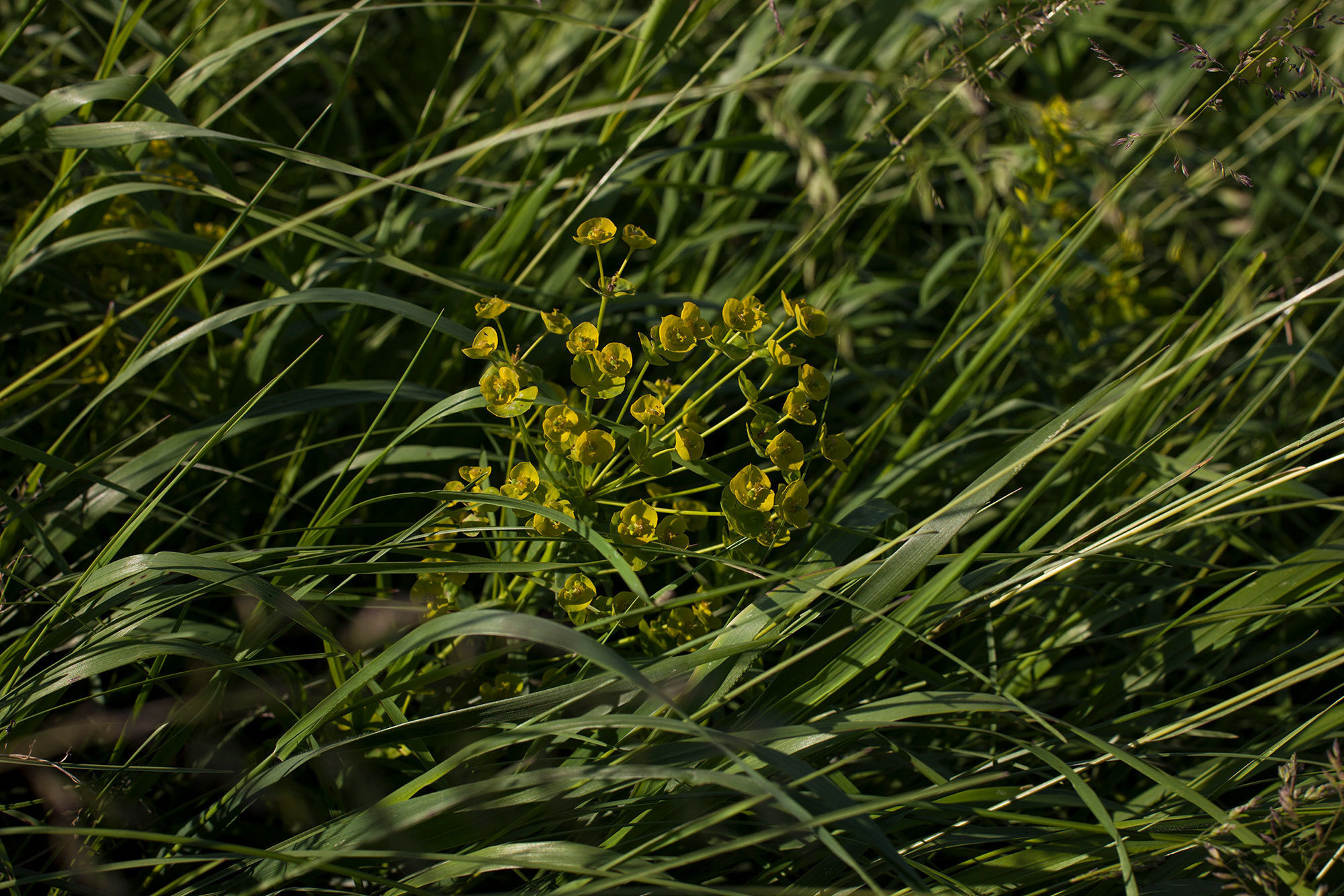 Мордовская песня. Фотограф Усольцева Ольга