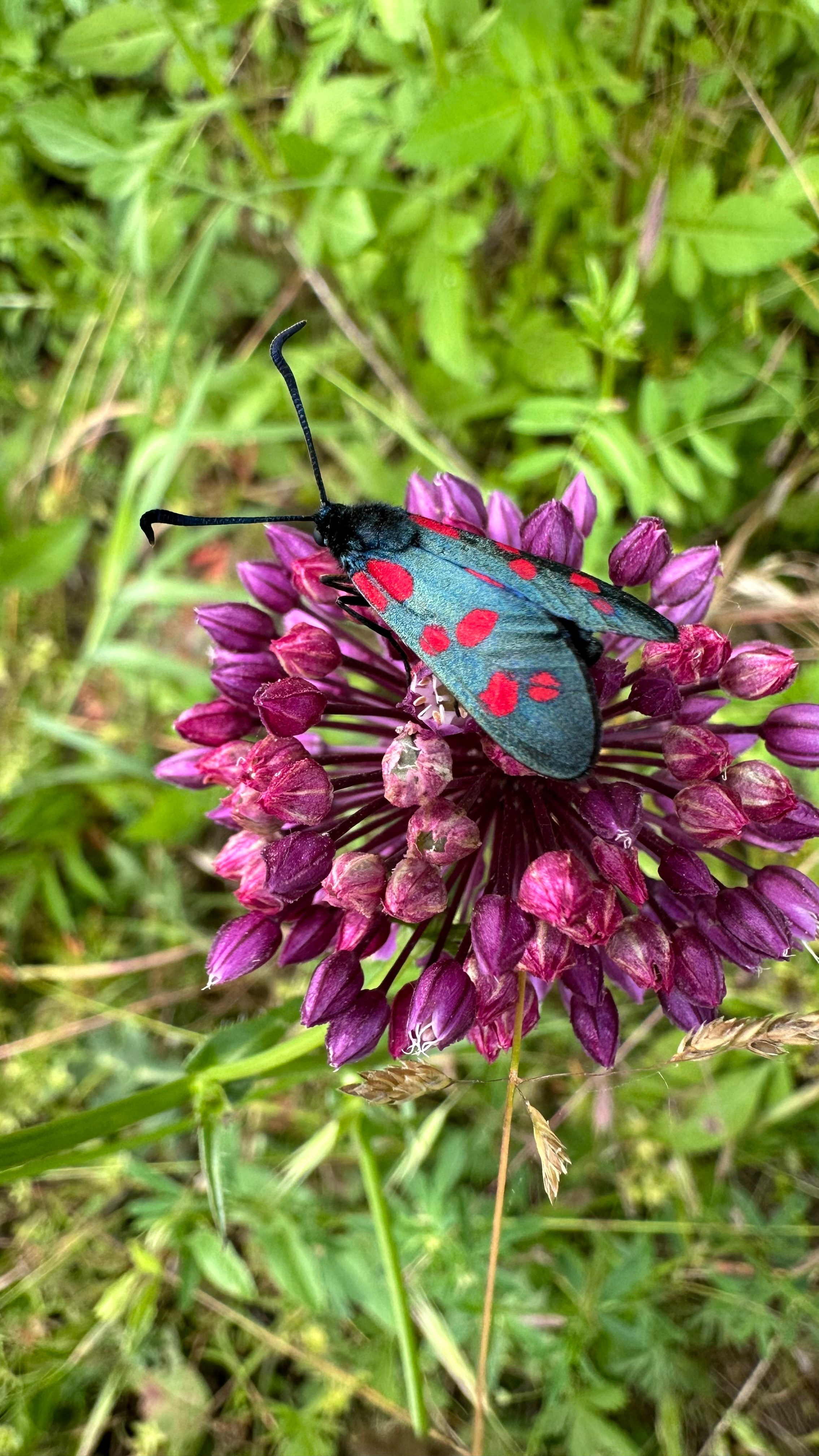 бабочка на цветке