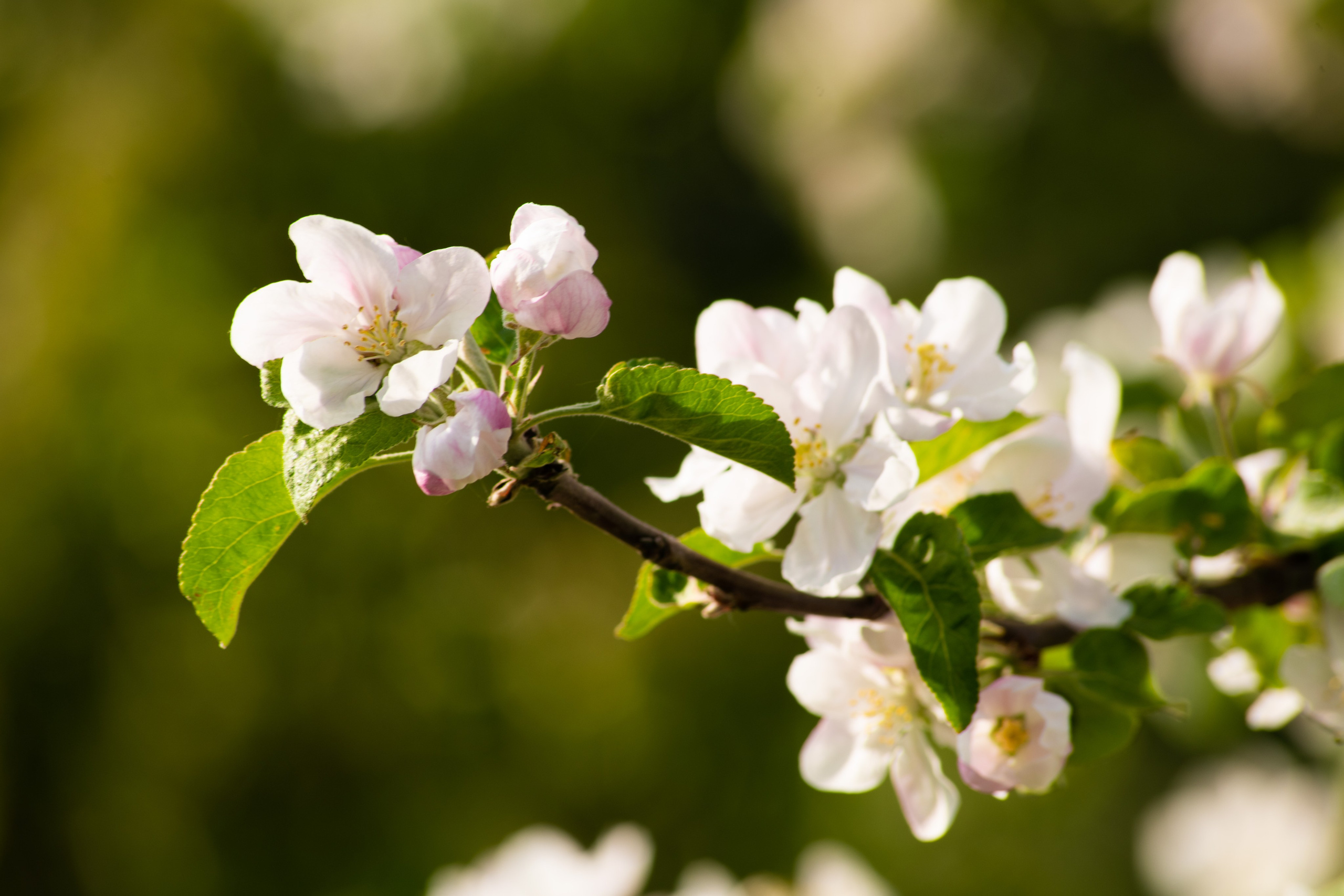 Фотограф Екатерина Черноуцкая