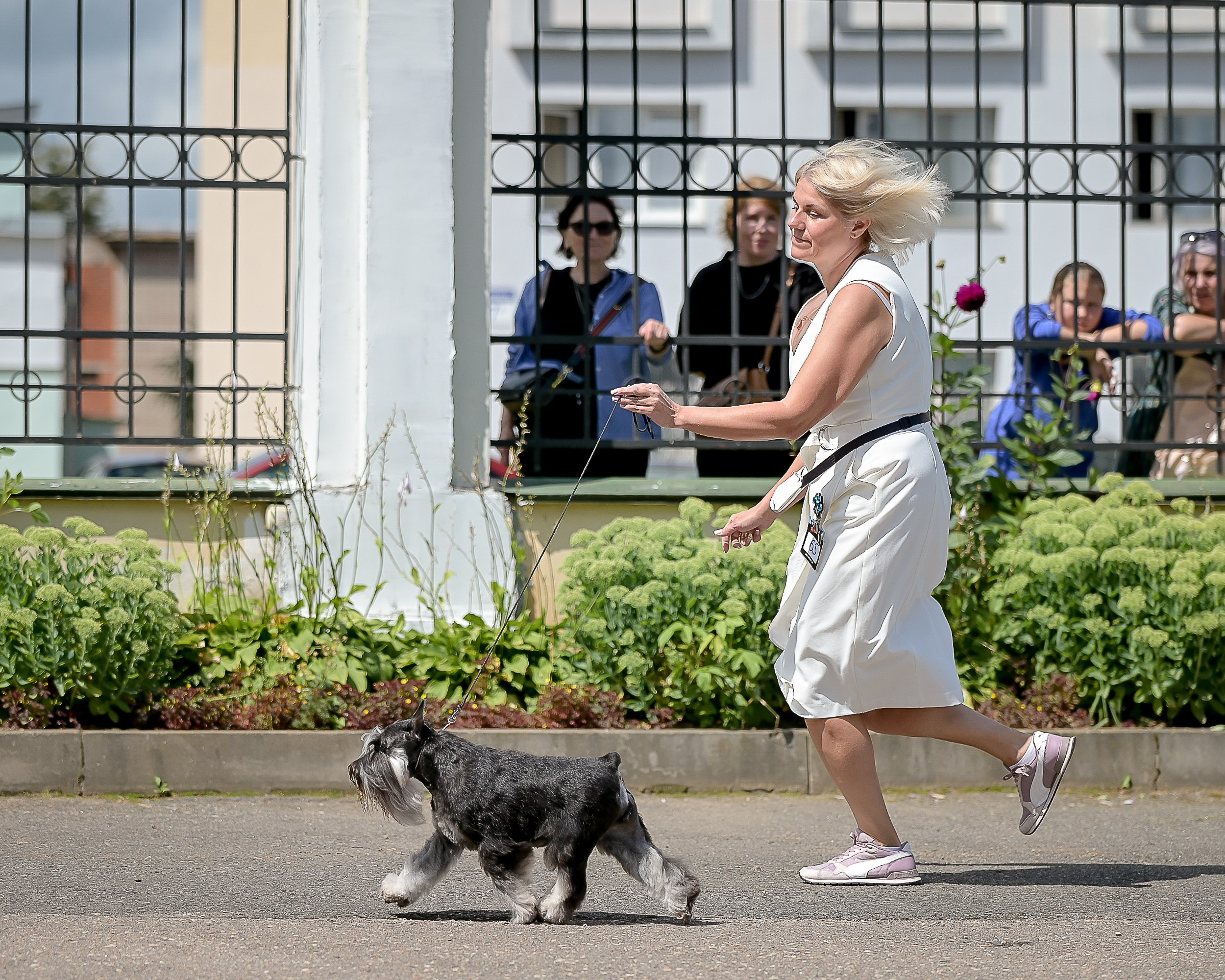 Софи/Asson Ari Vivien Marceau. Питомник цвергшнауцеров в Беларуси «Делинсо Бэлэнс»