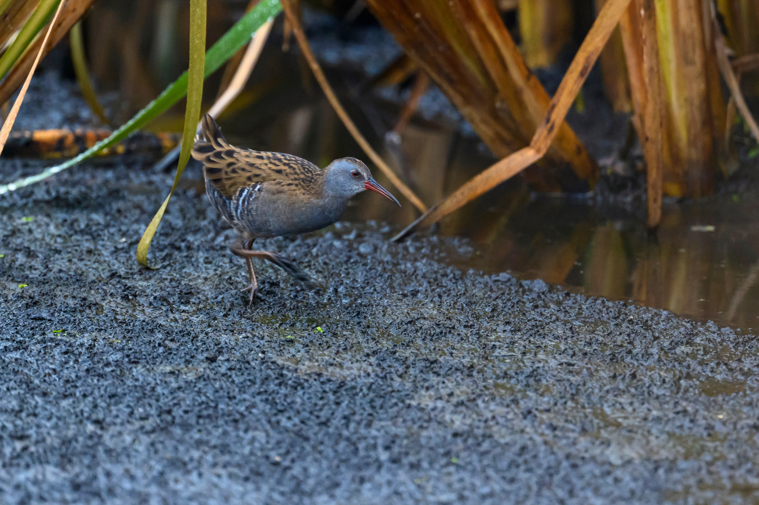 Водяной пастушок и кормовой стог ондатры. Wildlife photography by Sergey Puponin