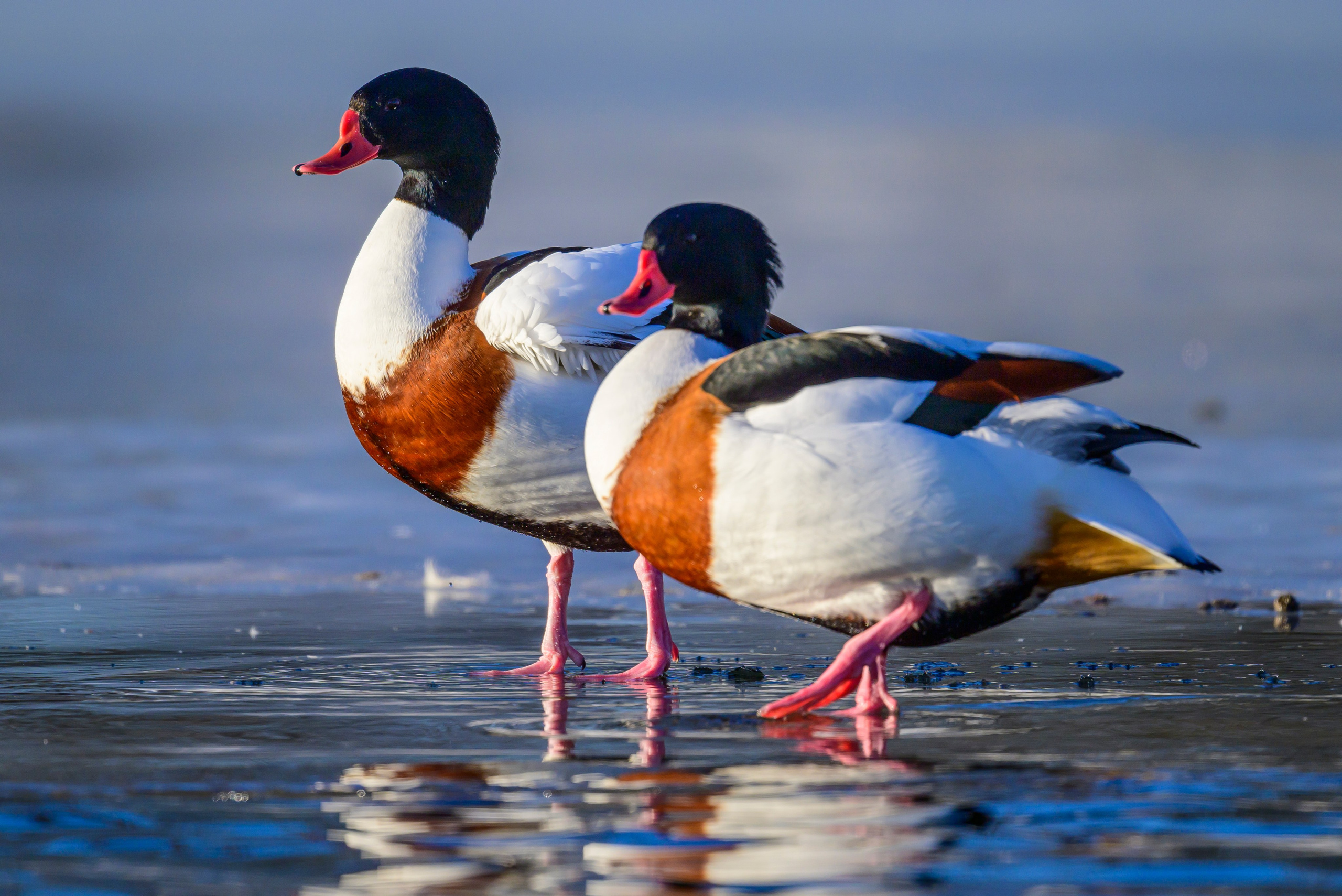 Нырки, пеганки, лебеди. Pochards, shelducks, swans. Wildlife photography by Sergey Puponin