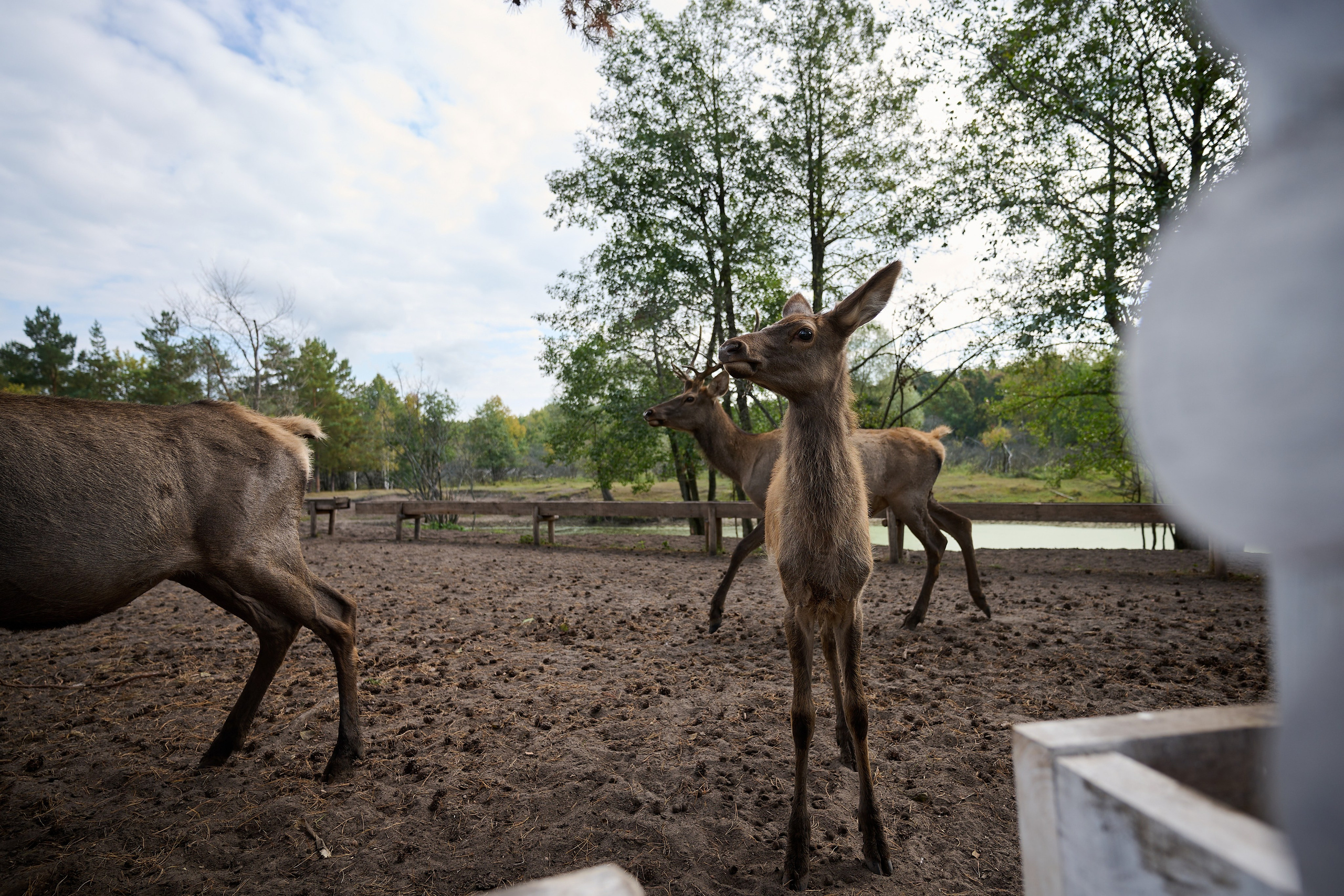 Кречет. Фотосъемка мероприятий