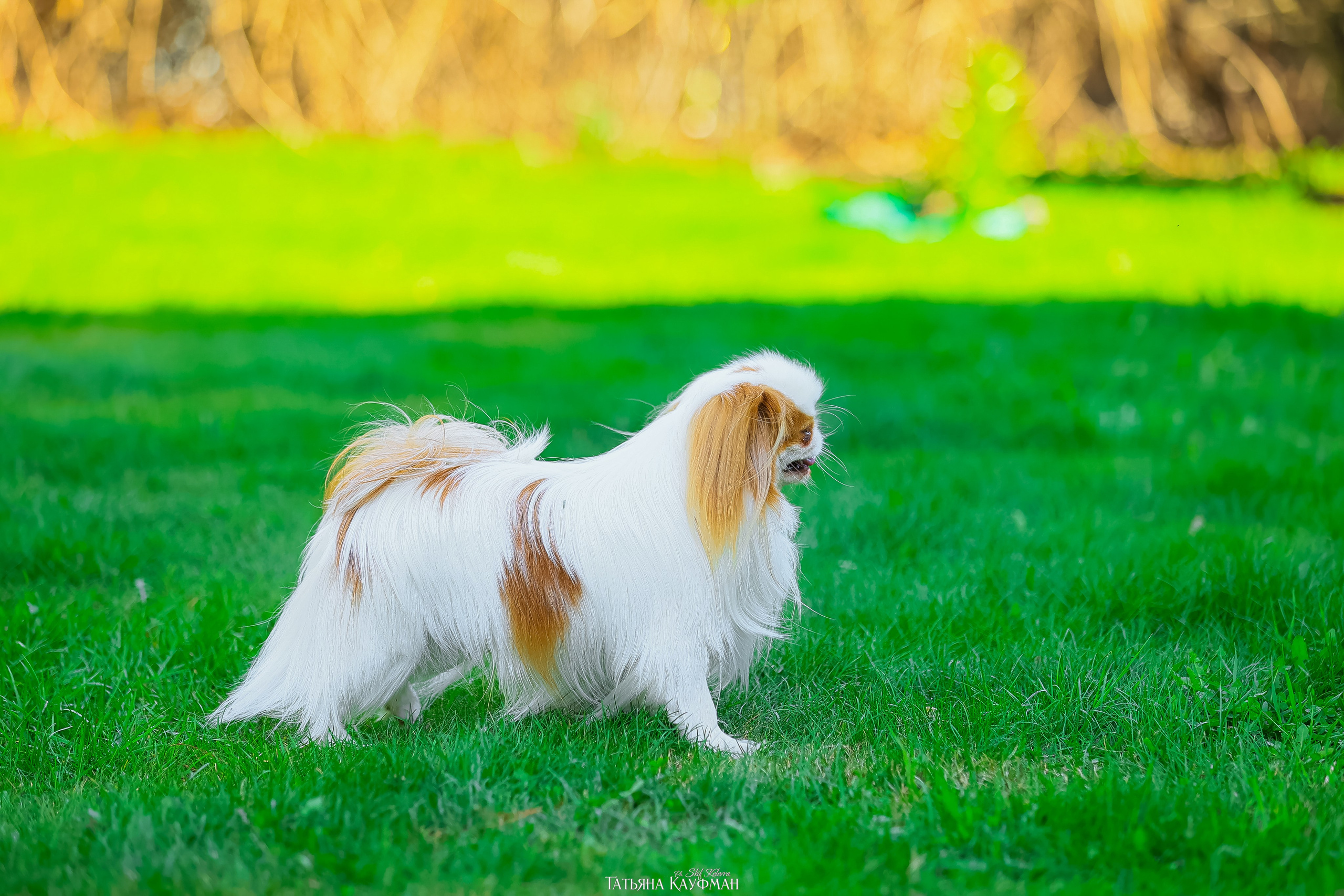 Японский хин, фотография японский хин, собака в цветах, красивая собака, фотограф анималист, фотокурс Анималистика, научиться фотографировать собак, фотограф Новосибирск