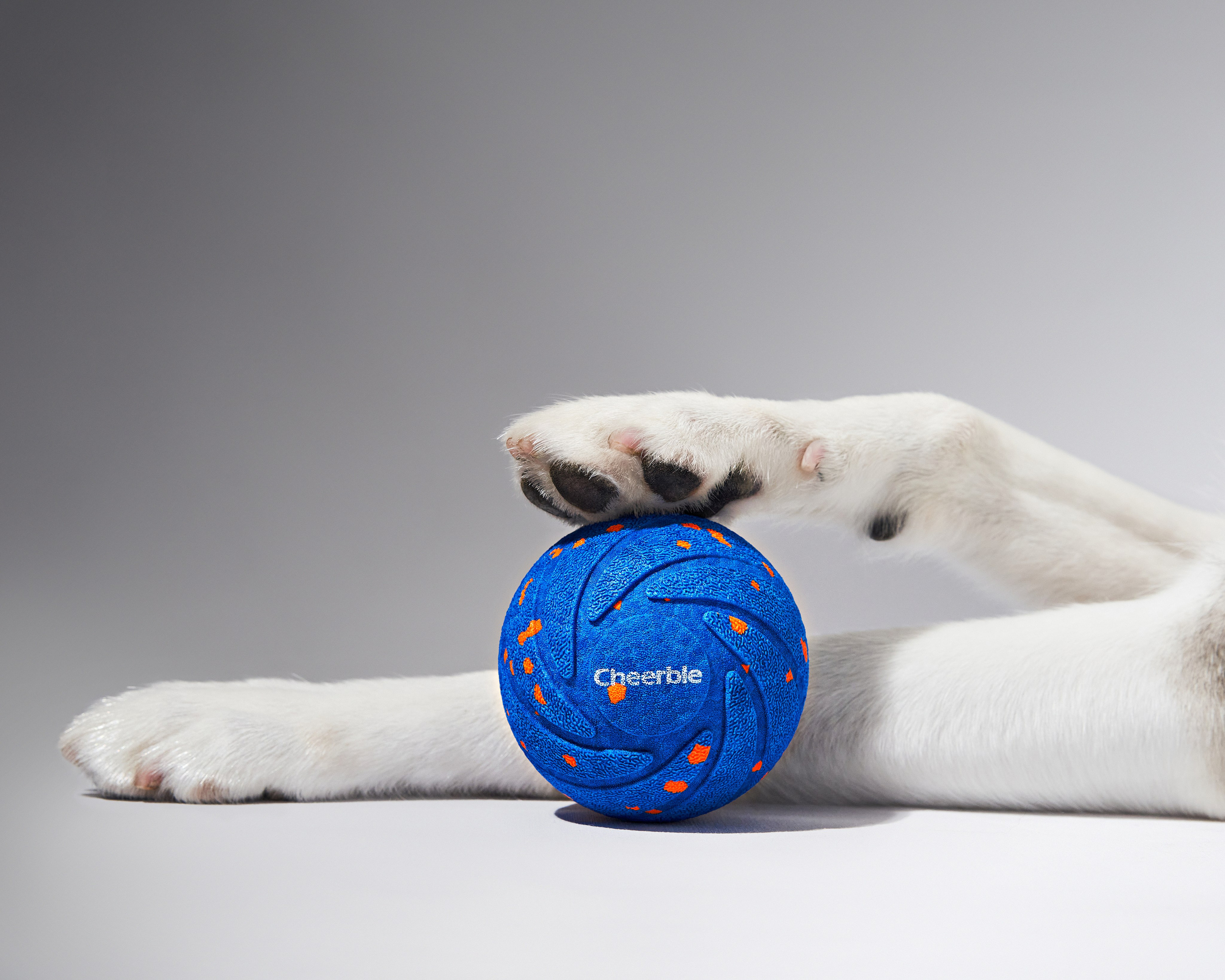 Pet Advertising Photography | Commercial Shoots with Dogs & Cats. Dog photographer Averianova Anna — Art photography of dogs