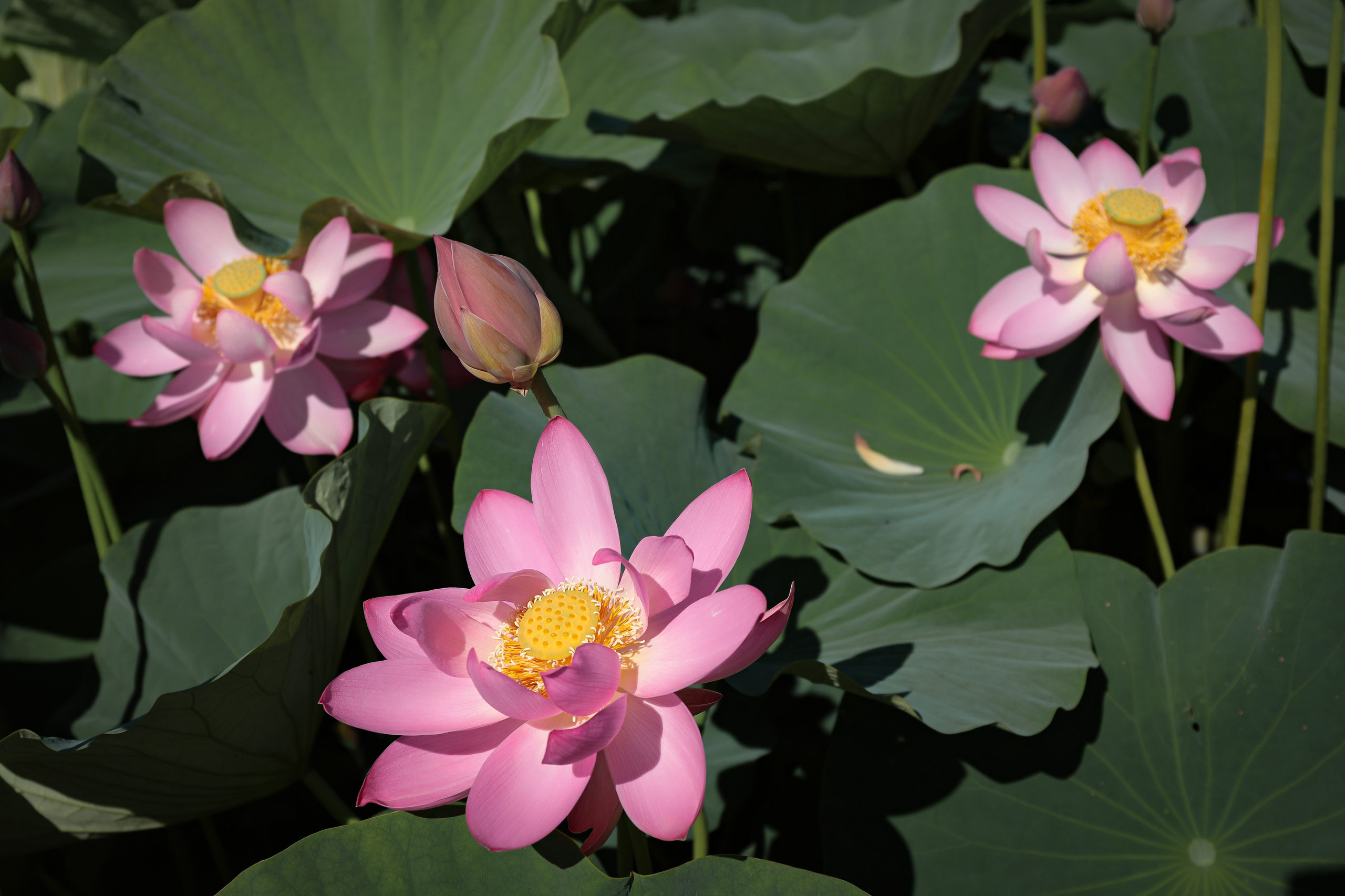 Фотосессия «В ЛОТОСАХ». Фотограф г. Хабаровск. Семейные и индивидуальные съёмки
