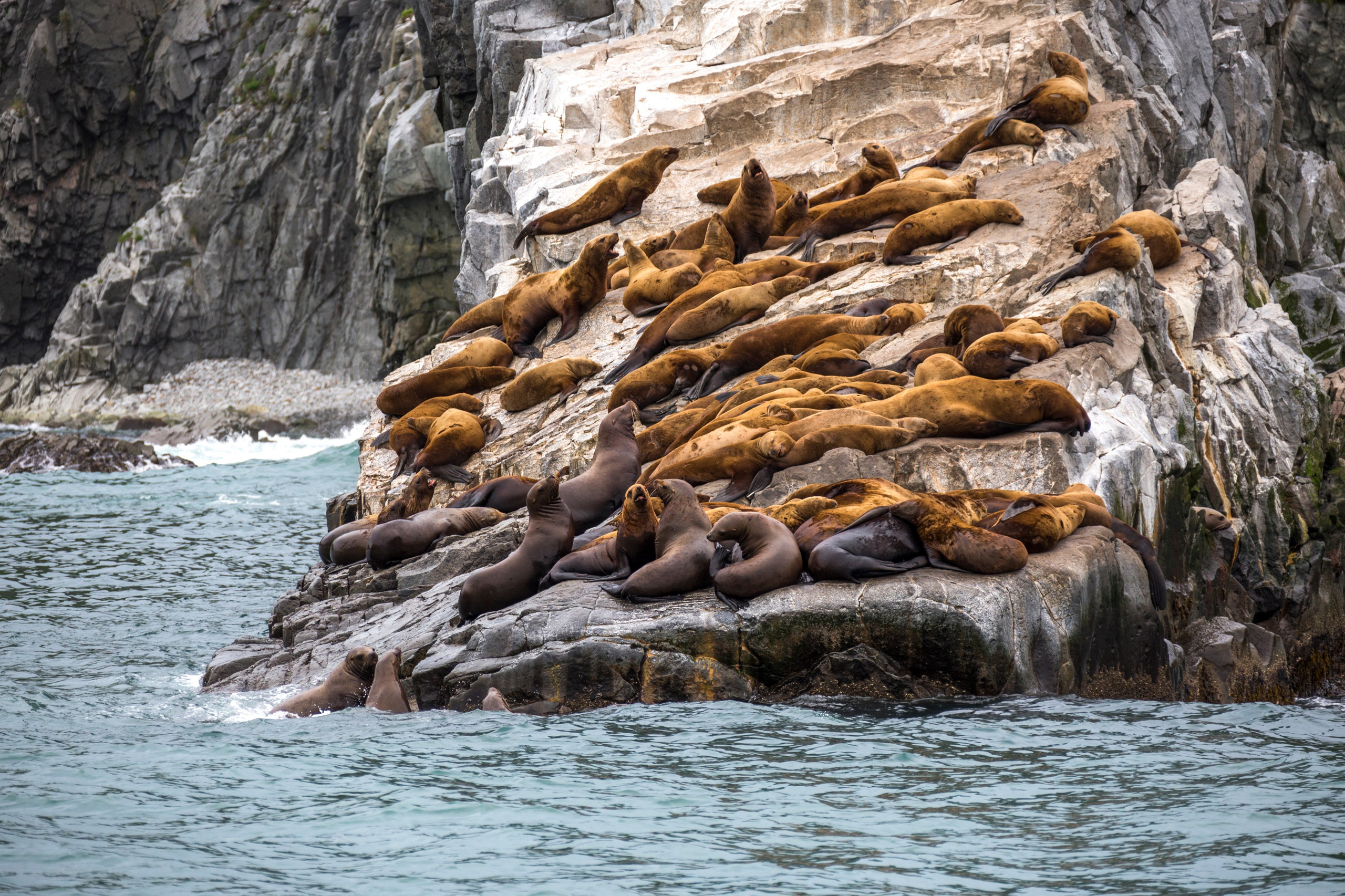 Русская бухта — дикая природа и морские маршруты Камчатки. Время Камчатки: чтобы найти свой путь, нужно скорость умножить на время