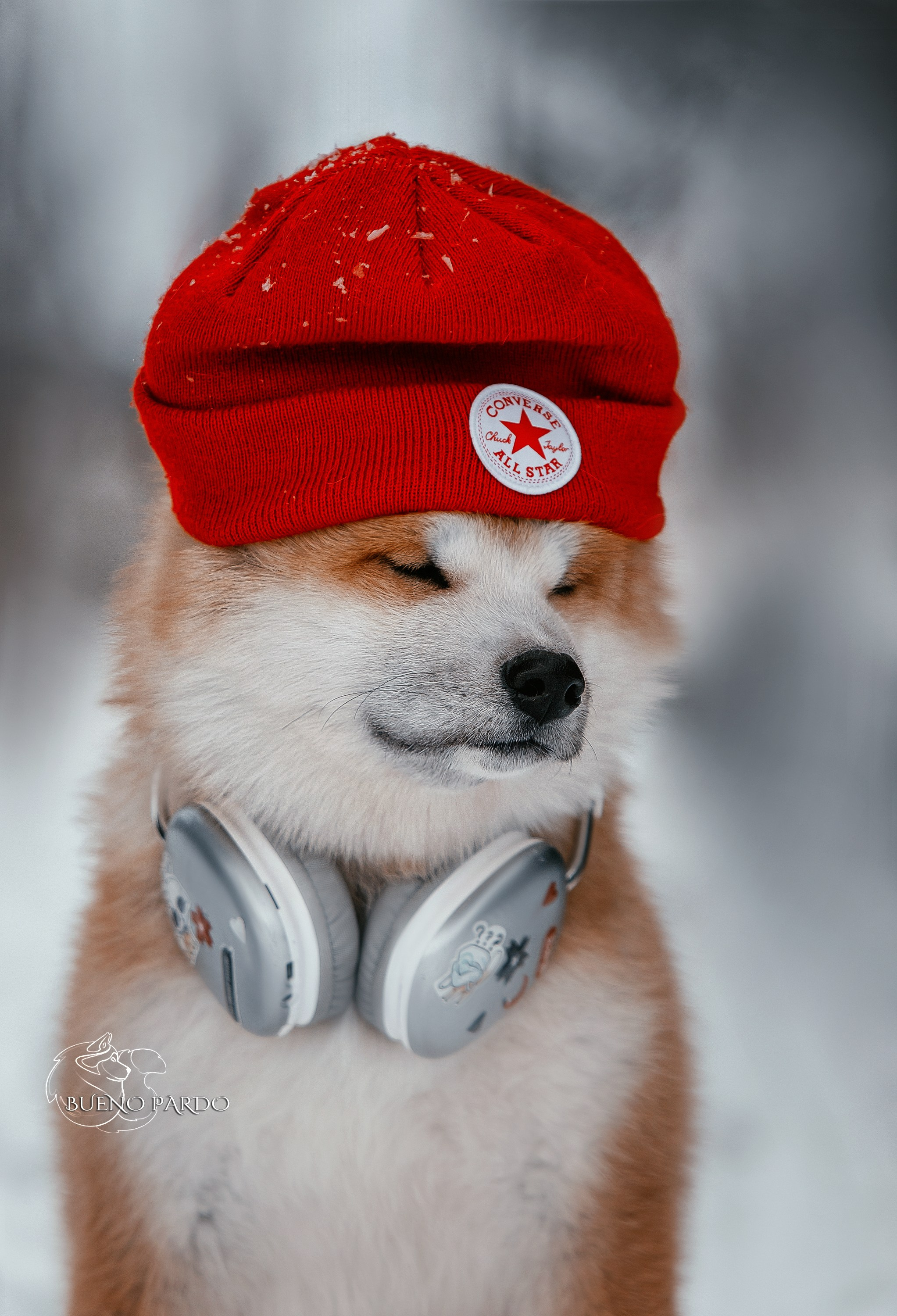 Щенки японской акита ину из питомника. Питомник собак Акита, Хаски, Корги