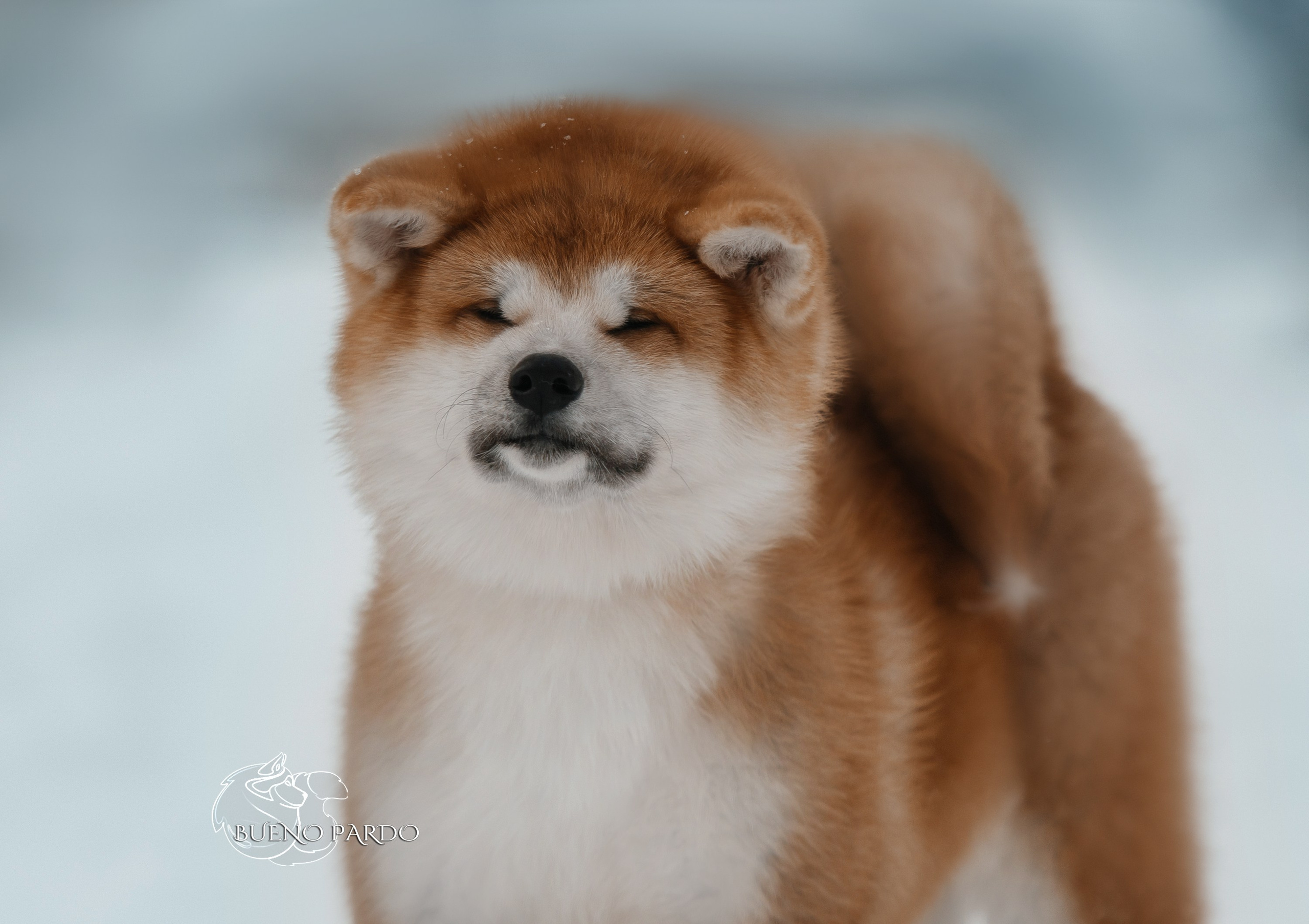 Щенки японской акита ину из питомника. Питомник собак Акита, Хаски, Корги