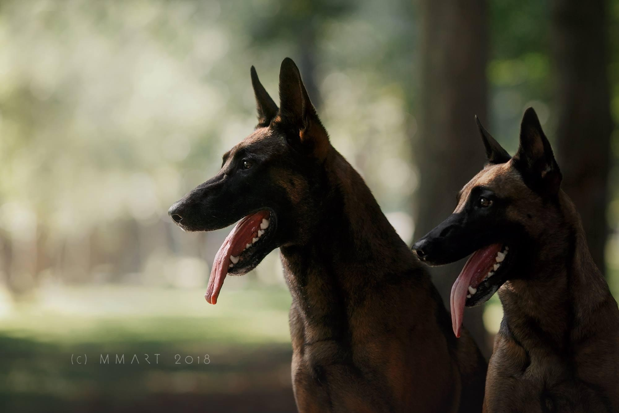 Фотограф-анималист Mary Mart — Москва, Питер