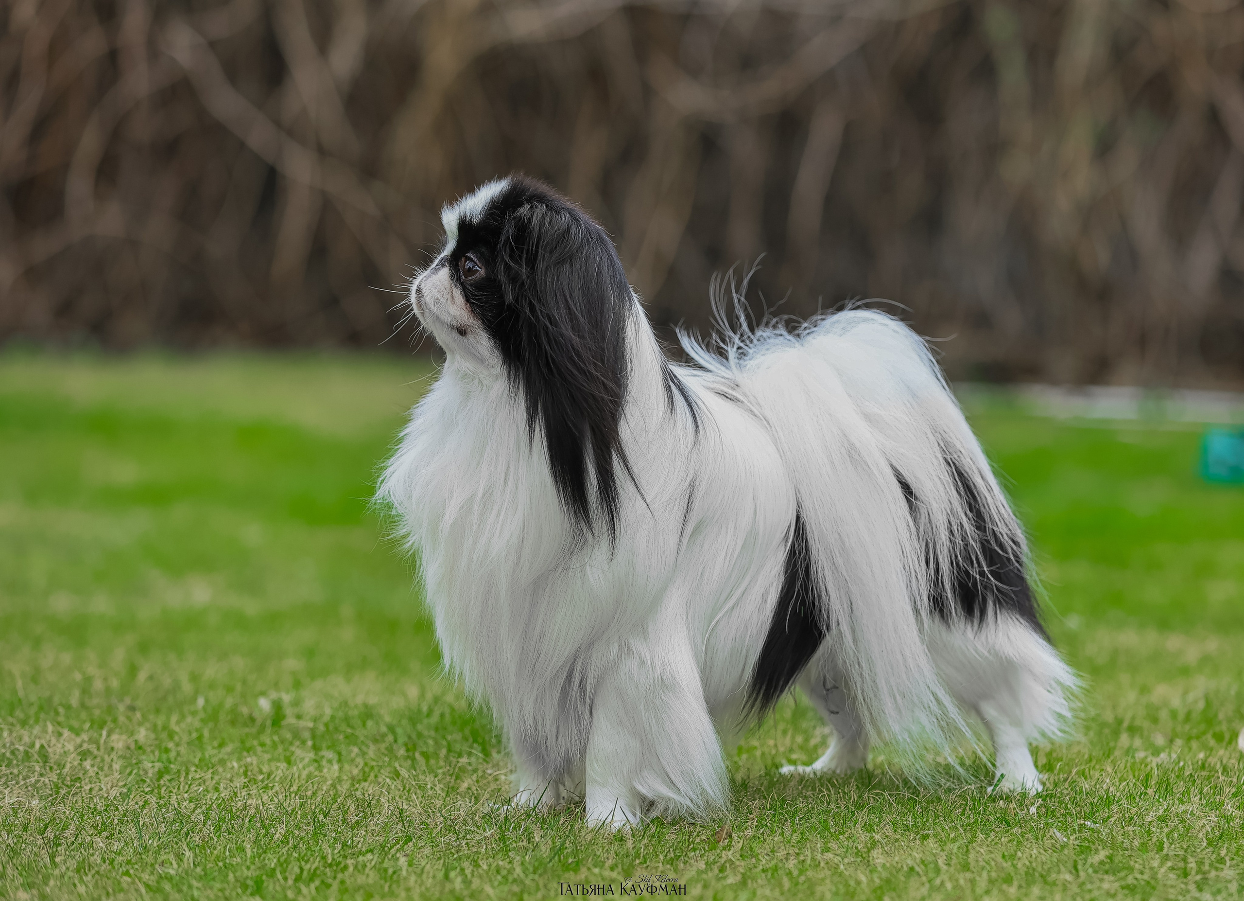 Японский хин, фотография японский хин, собака в цветах, красивая собака, фотограф анималист, фотокурс Анималистика, научиться фотографировать собак, фотограф Новосибирск
