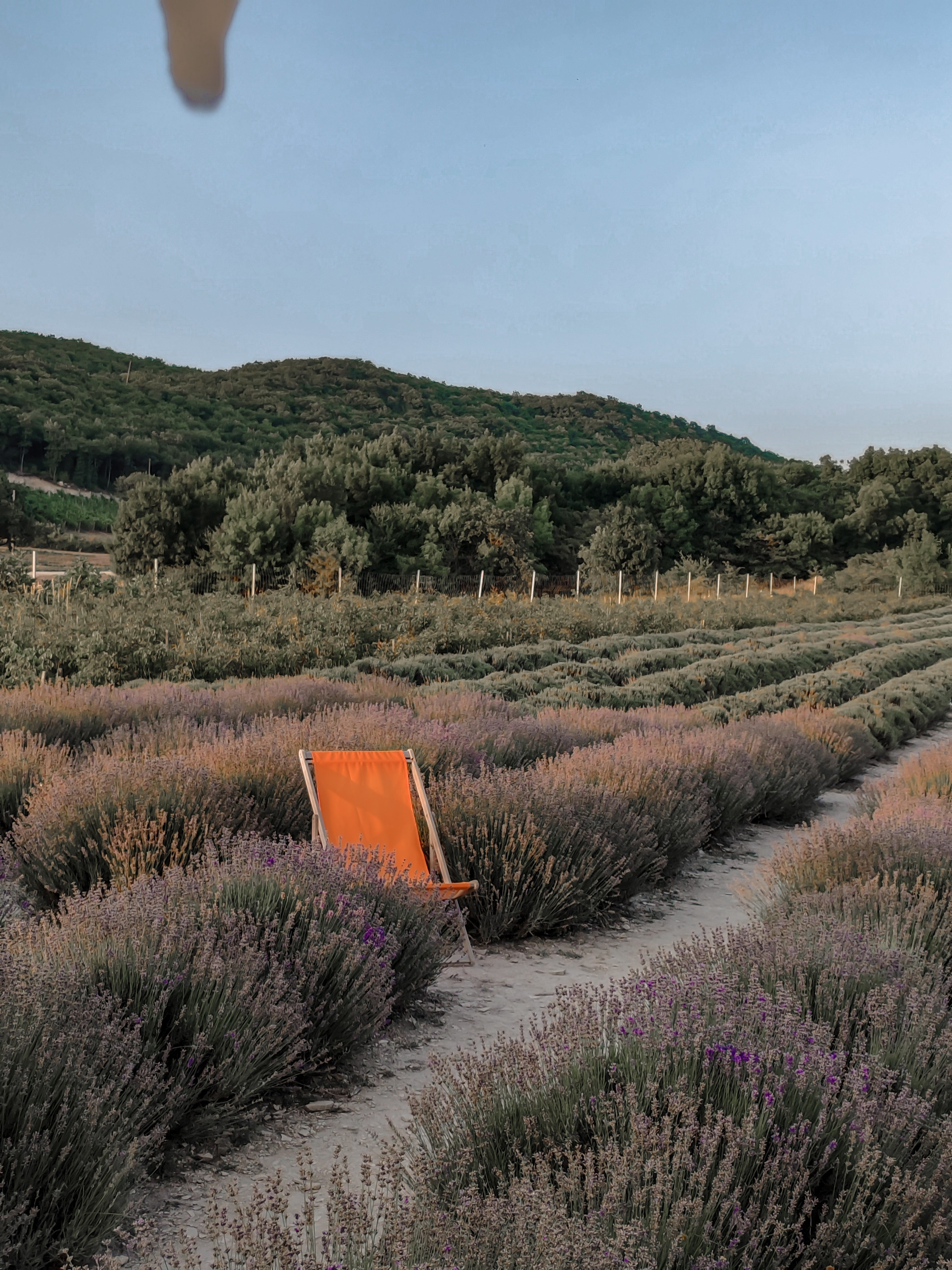 Прогулка по лавандовом у полю 🪻. Женский портрет и немного больше в Санкт-Петербурге