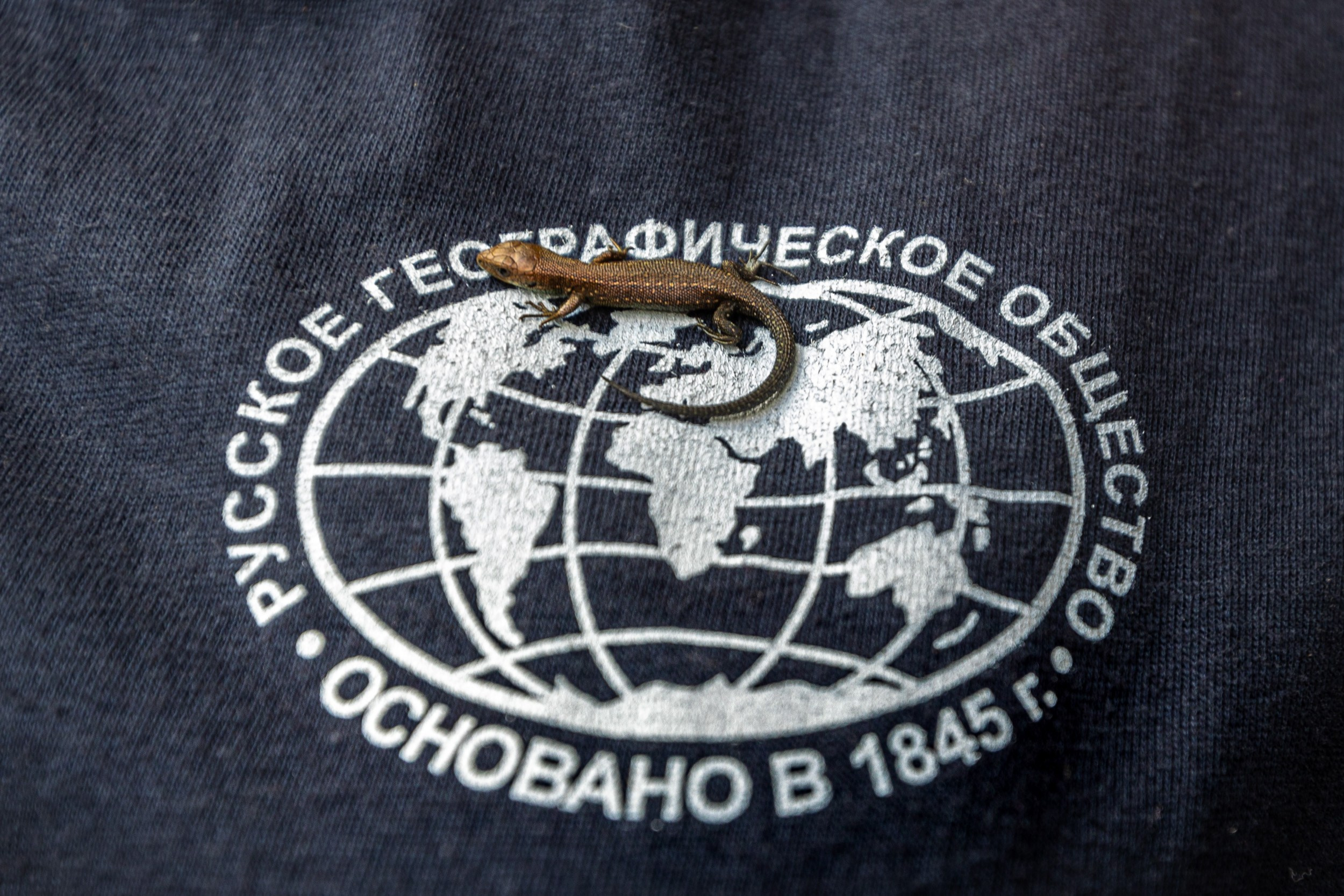 Маленькие жители тайги. Пейзажная и архитектурная фотография в Туле, Татьяна Silva