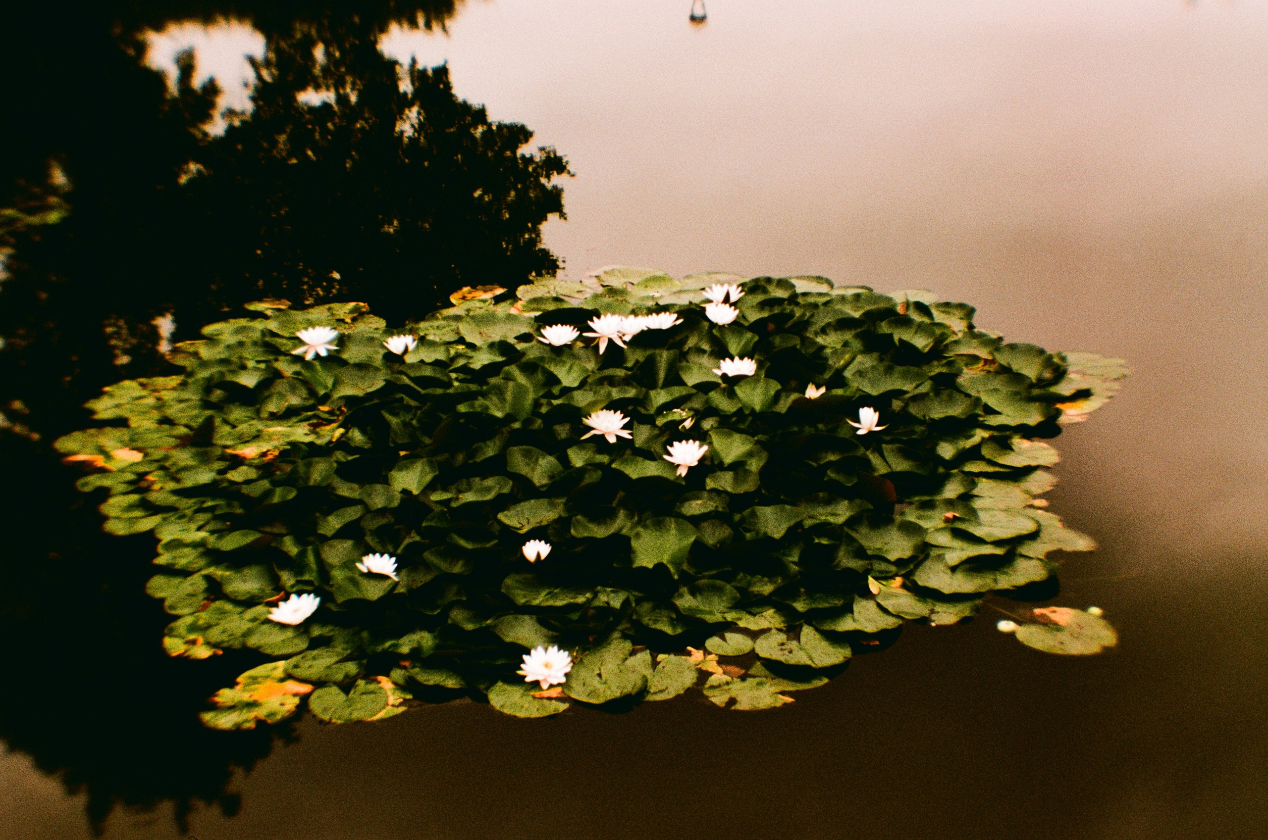 Елена Чернышова — Пираты воображения