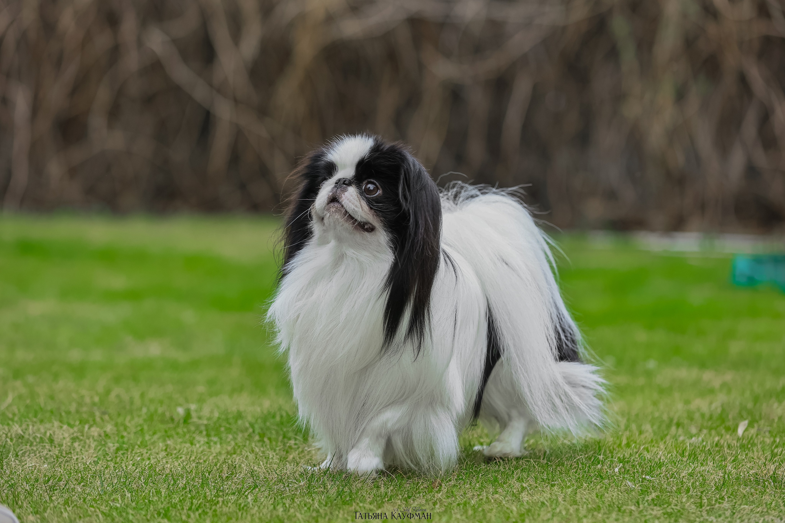 Японский хин, фотография японский хин, собака в цветах, красивая собака, фотограф анималист, фотокурс Анималистика, научиться фотографировать собак, фотограф Новосибирск