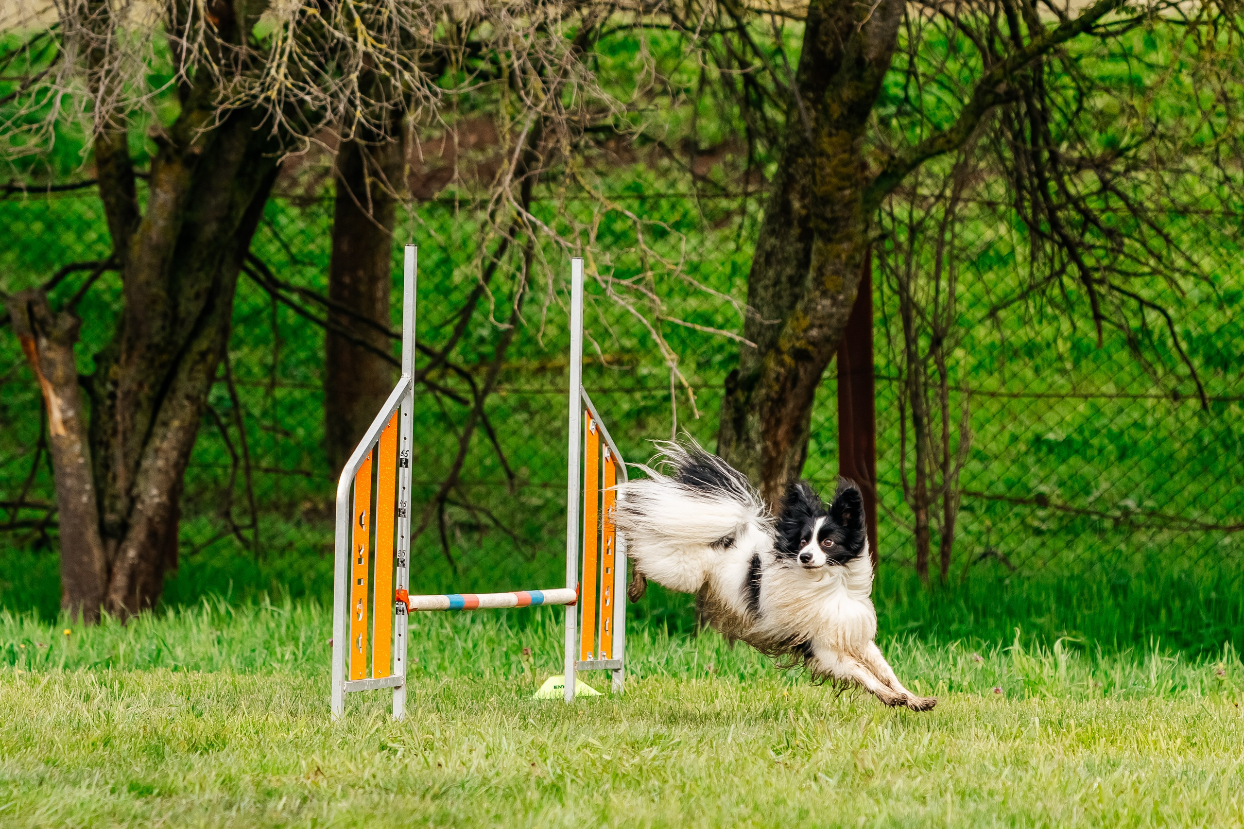 Портфолио animal. Фотограф — анималист Маргарита Хелбен Краснодар