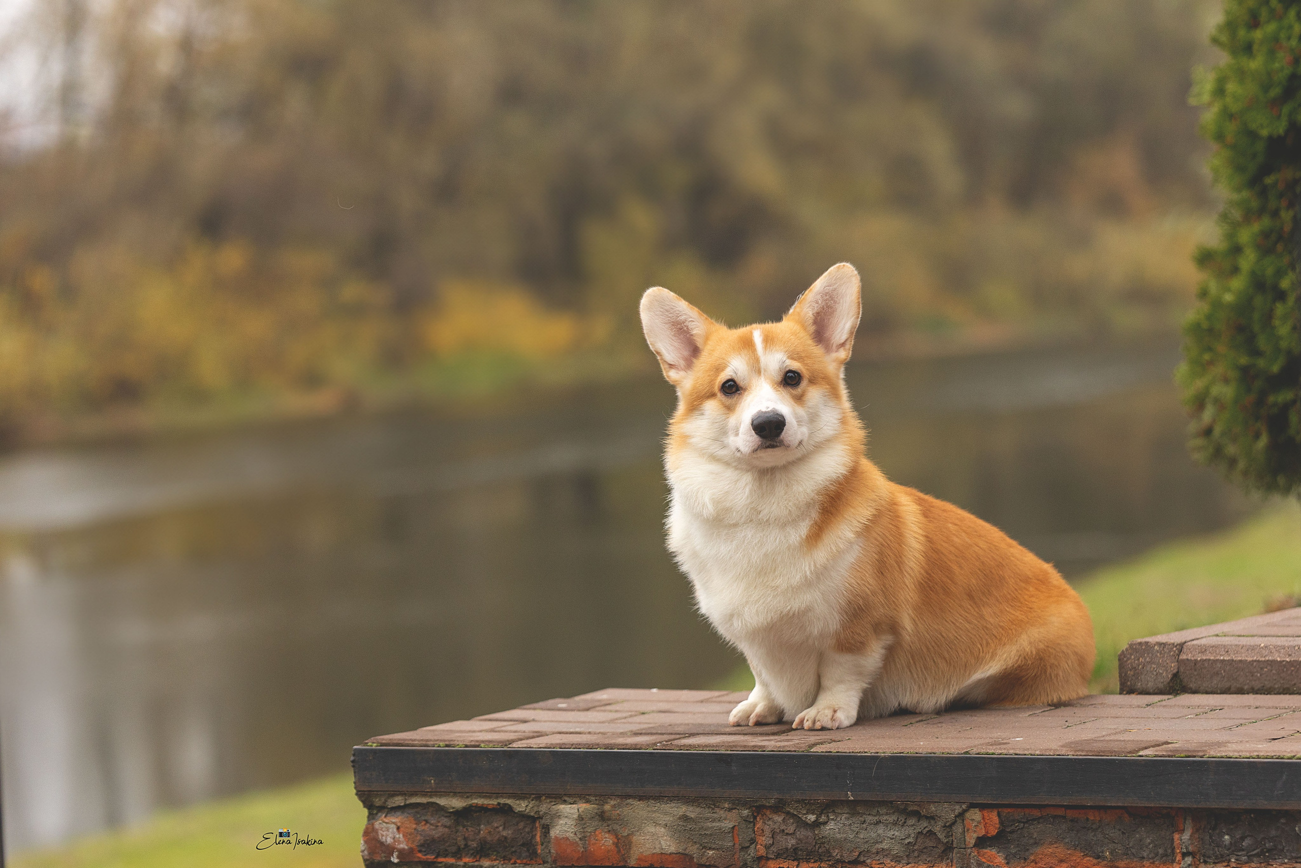 Ларри. Купить щенка Вельш-корги-кардиган в семейном питомнике — Ice Fantasy
