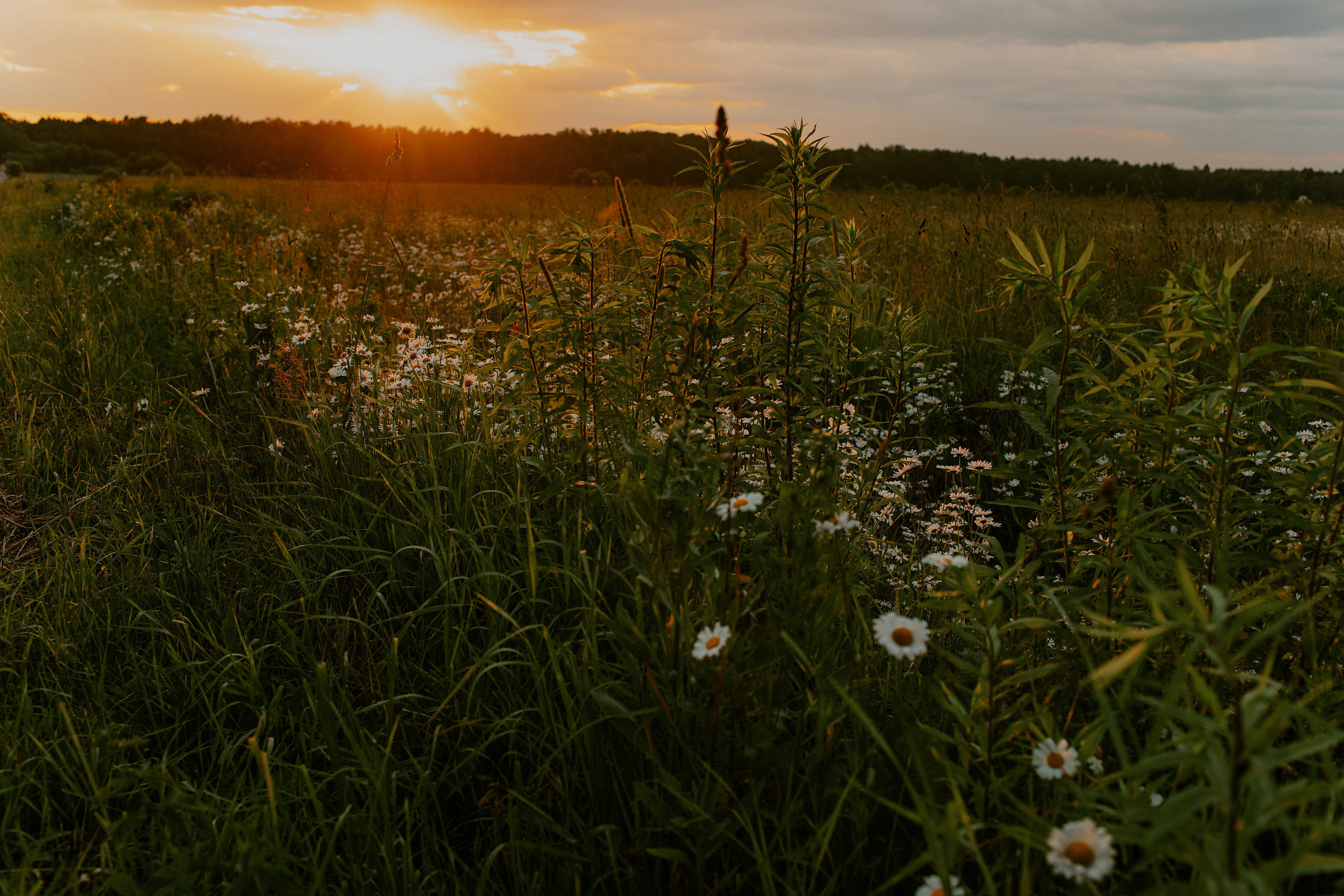 Фотосессия в ромашковом поле. Фотограф в Москве и Подольске Алла Богатова