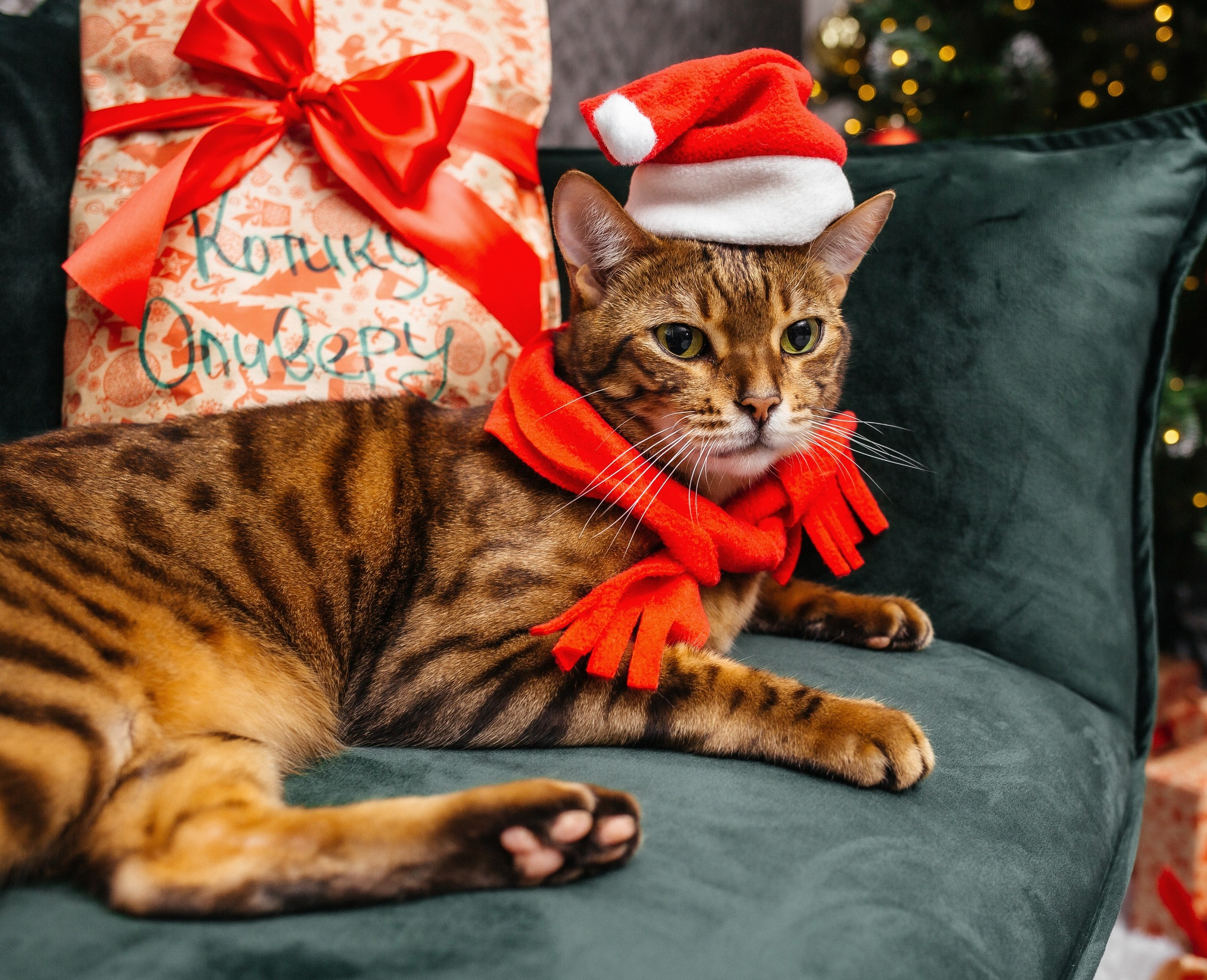 Новый год. Фотограф Сочи Адлер. Солькаева Анастасия