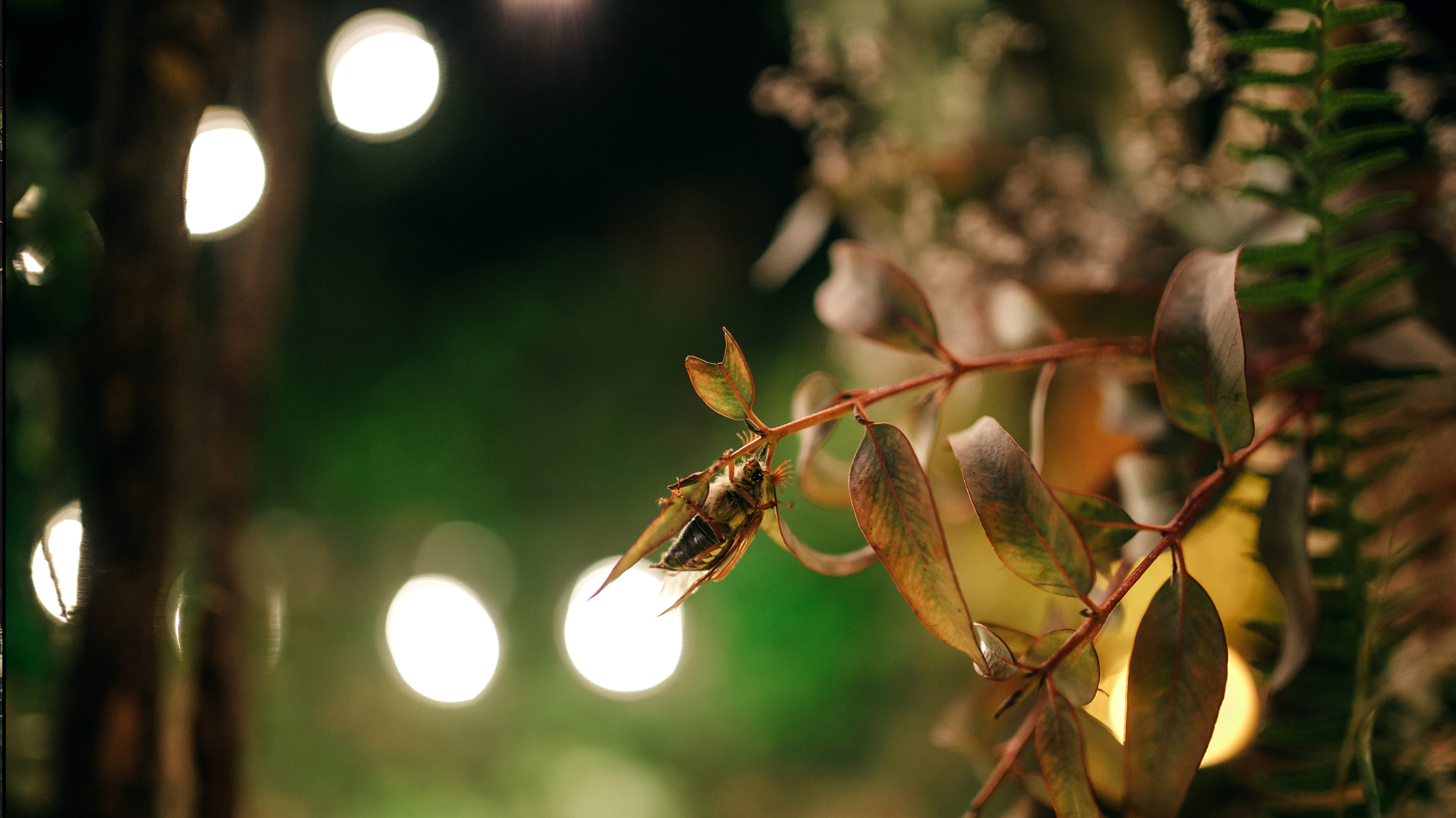 Свадебный фотограф и видеограф в Анапе
