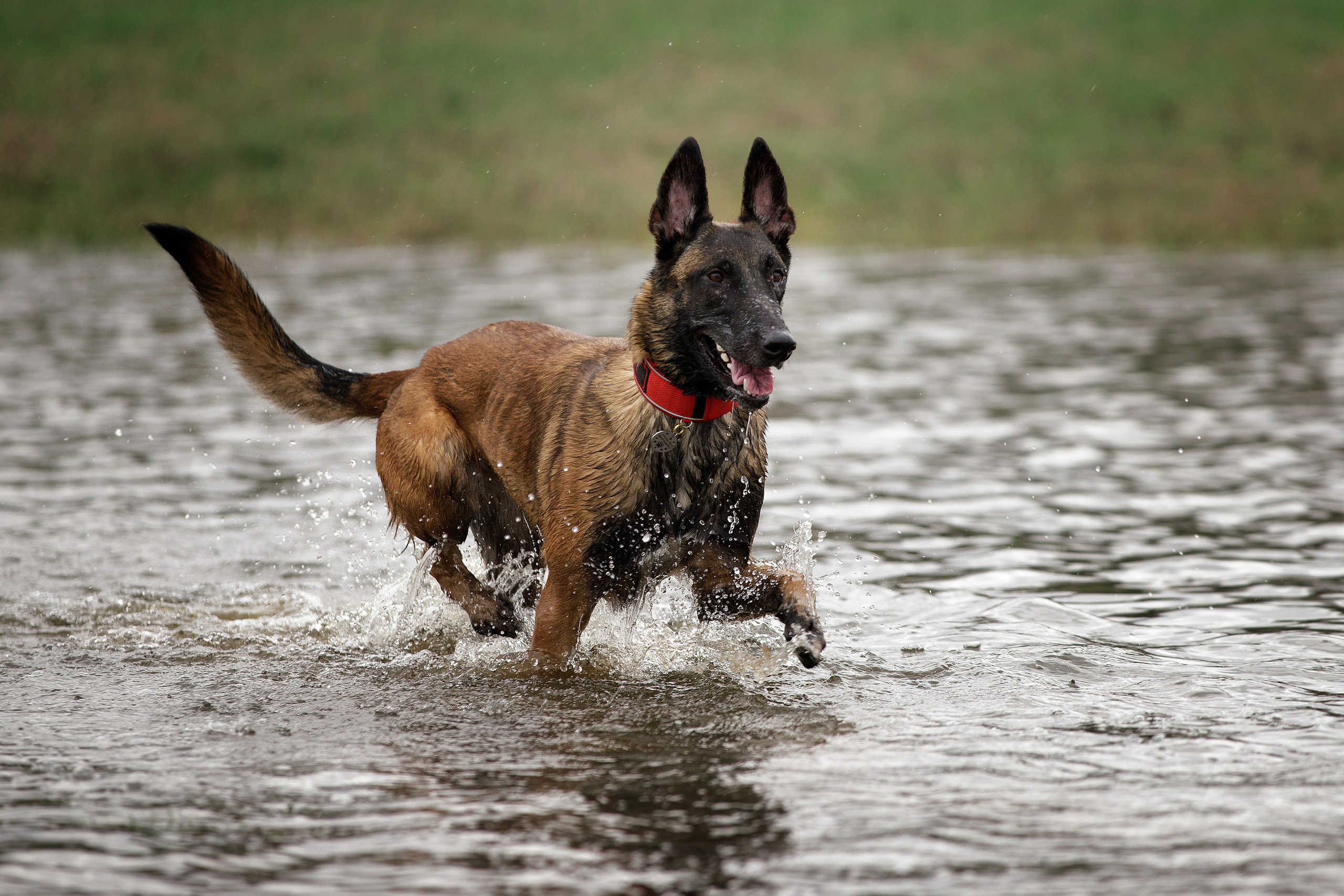 Рапира, Гудди и Вельвет. Фотограф-анималист в Калуге Мария Шерскова