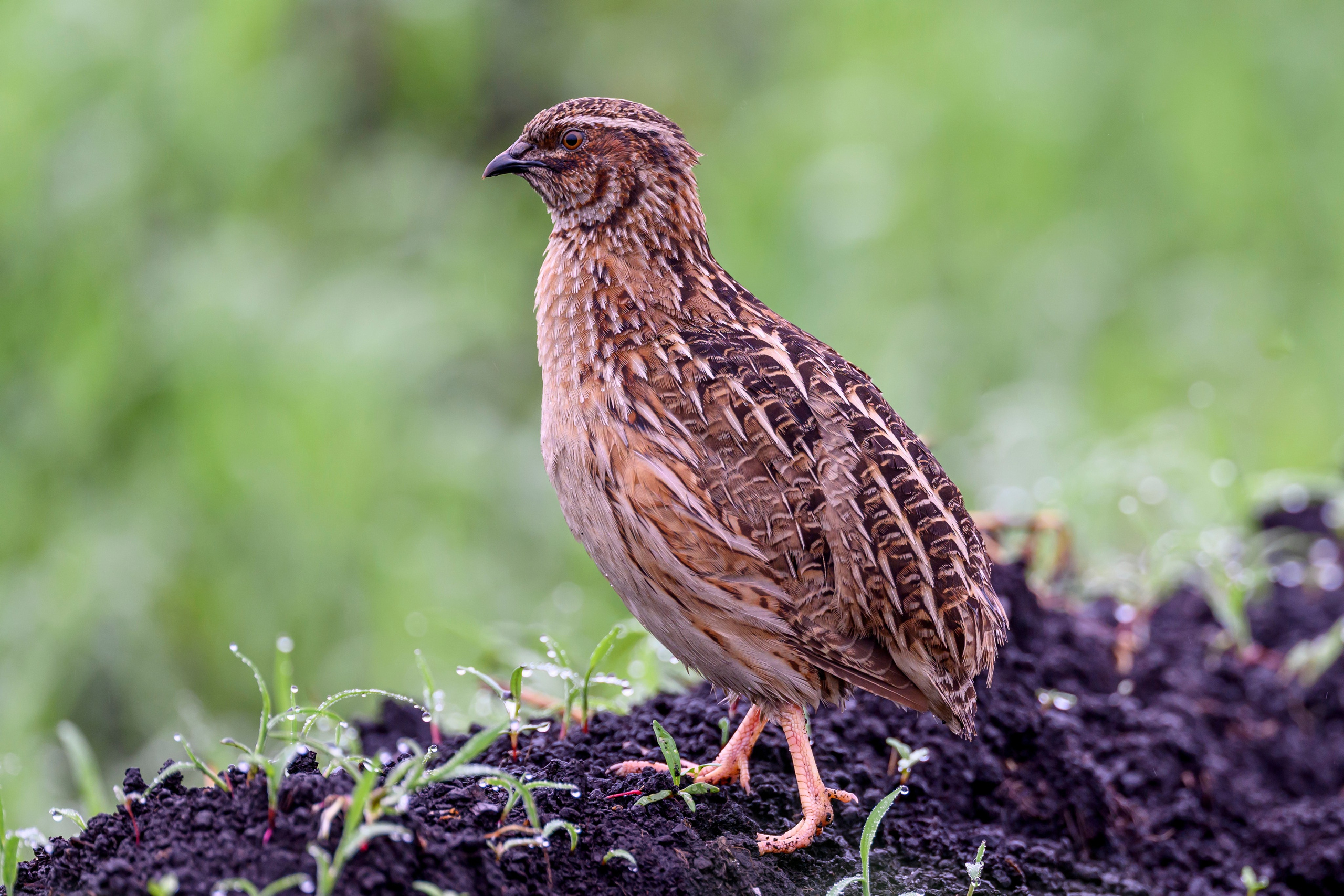 Перепел. Фотограф Сергей Пупонин