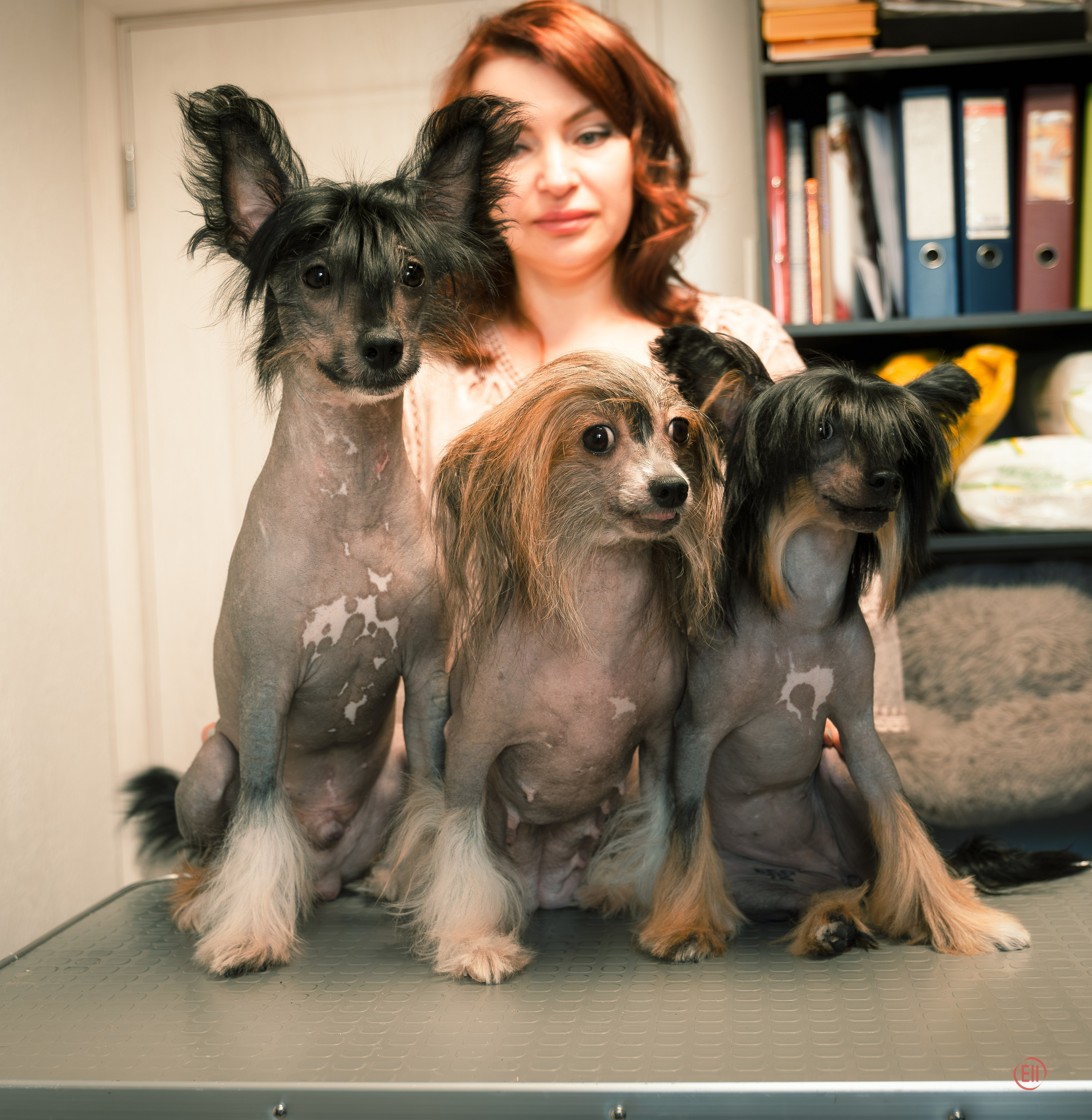 Виктория приезжала на груминг. Питомник китайских хохлатых собак Poale Ell: купить щенка