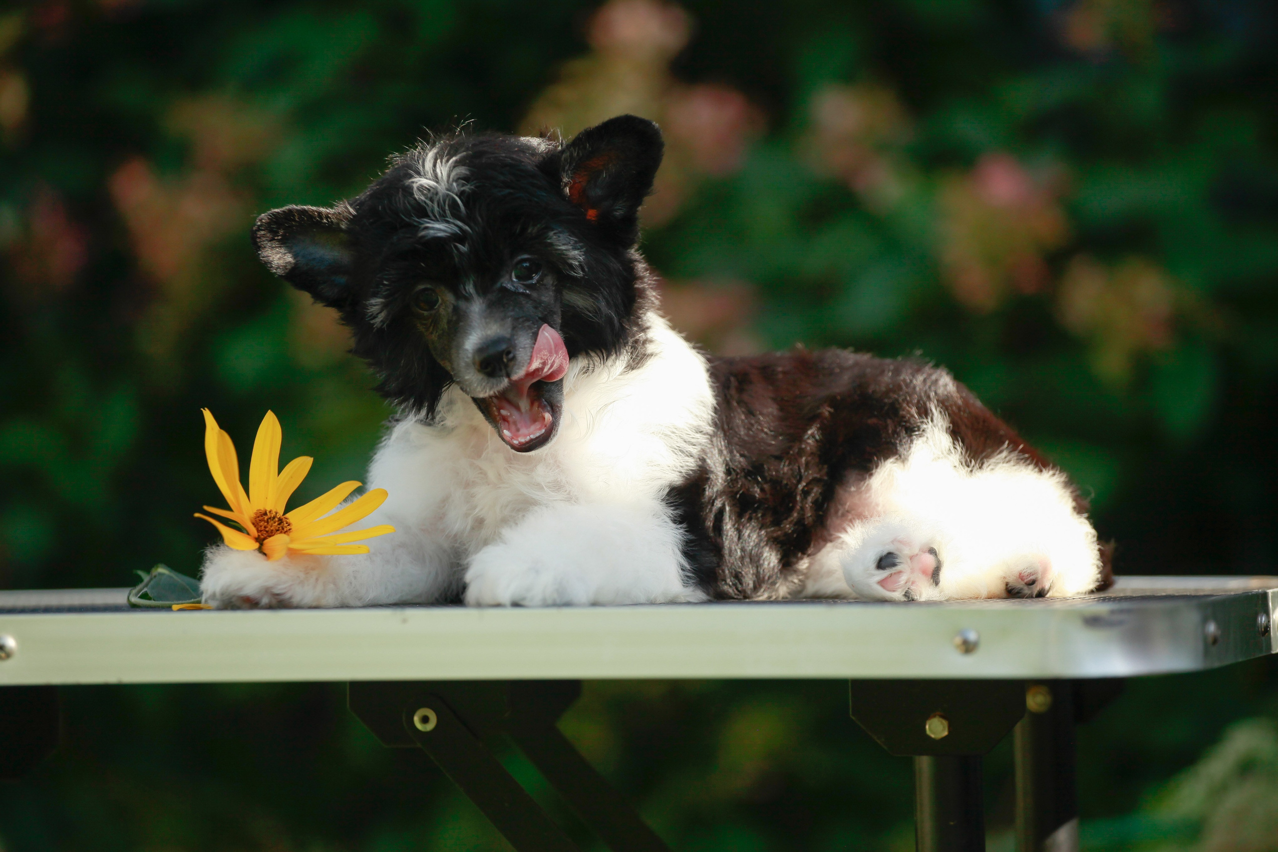 Poale Ell Chester Becomes a Dad for the First Time. Chinese Crested Dog Kennel Poale Ell