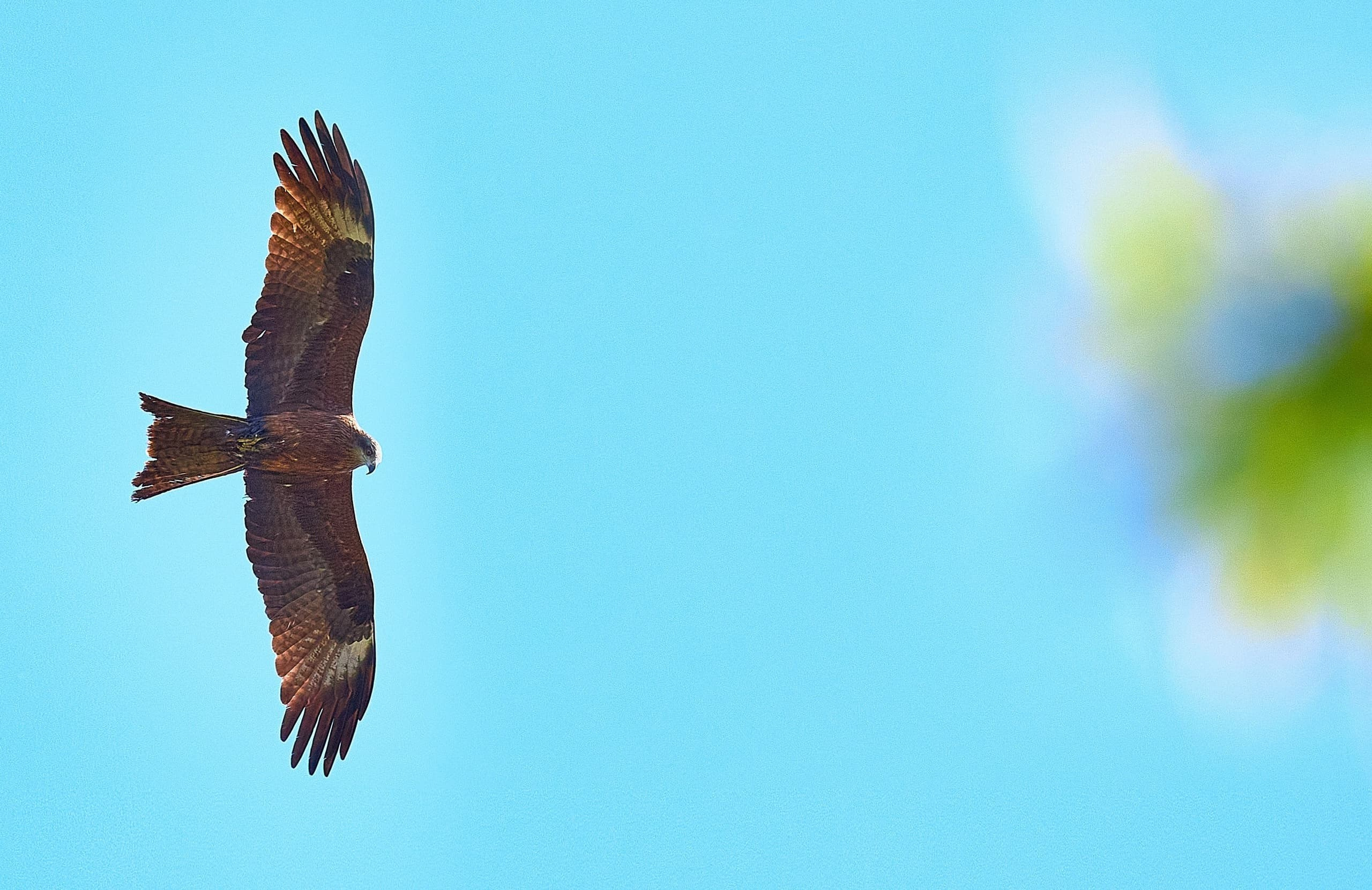 Ледокол знаний. Международная онлайн-фотошкола Сергея Рожнова