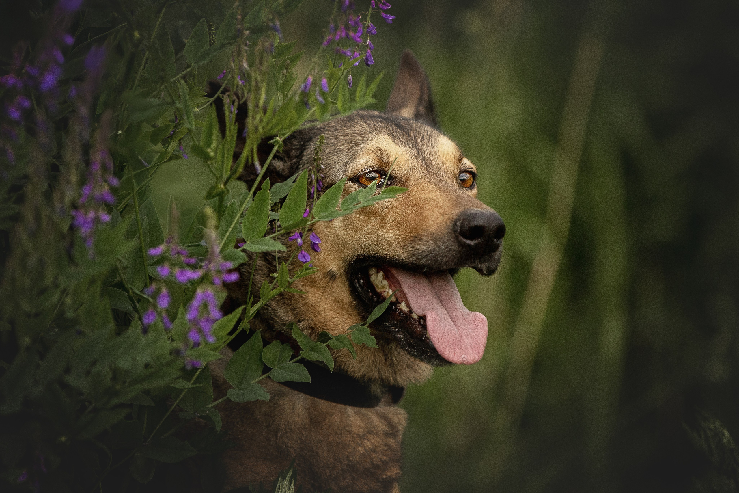 ИЩУТ ДОМ. Фотограф-анималист в Москве и Подмосковье