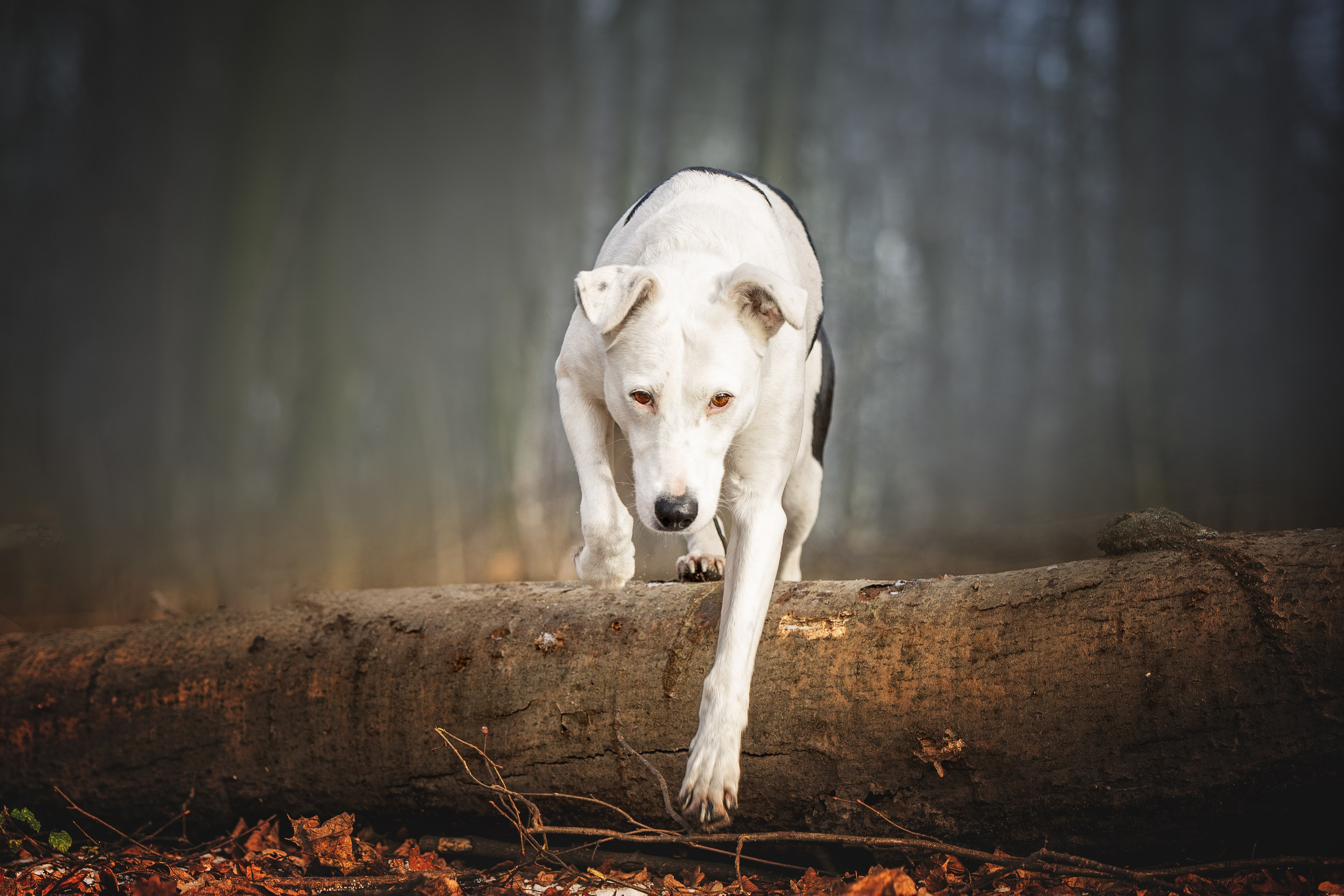 ИЩУТ ДОМ. Фотограф-анималист в Москве и Подмосковье