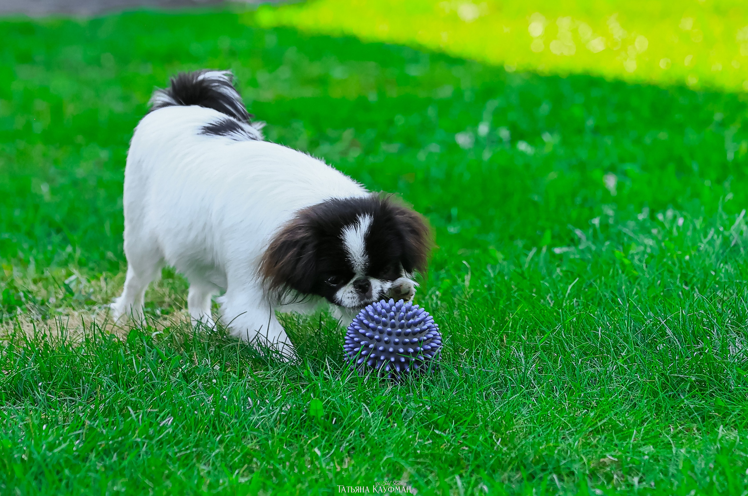 Японский хин, фотография японский хин, собака в цветах, красивая собака, фотограф анималист, фотокурс Анималистика, научиться фотографировать собак, фотограф Новосибирск