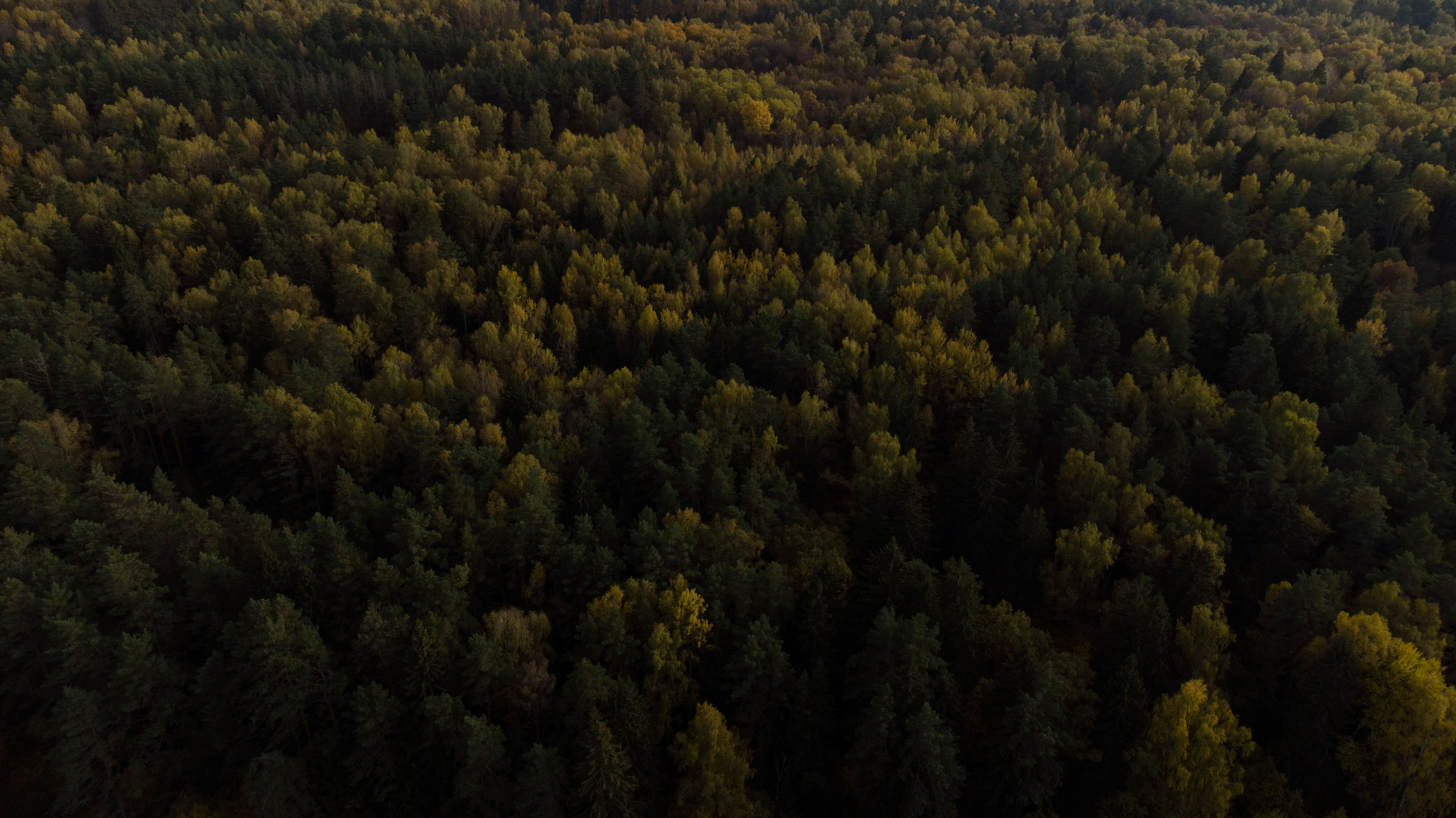 Вид сверху. Свадебный фотограф Колесников Антон