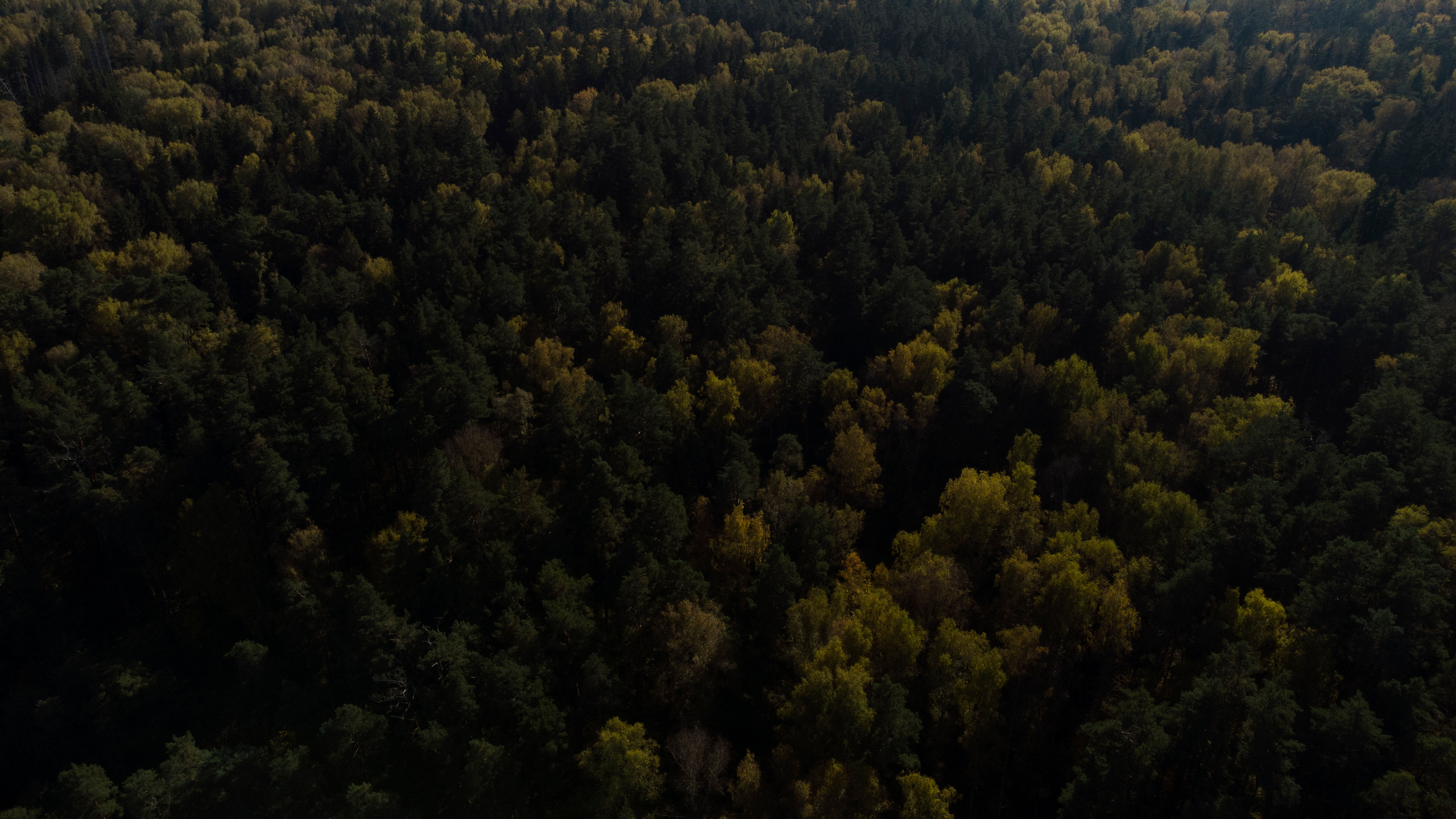 Вид сверху. Свадебный фотограф Колесников Антон