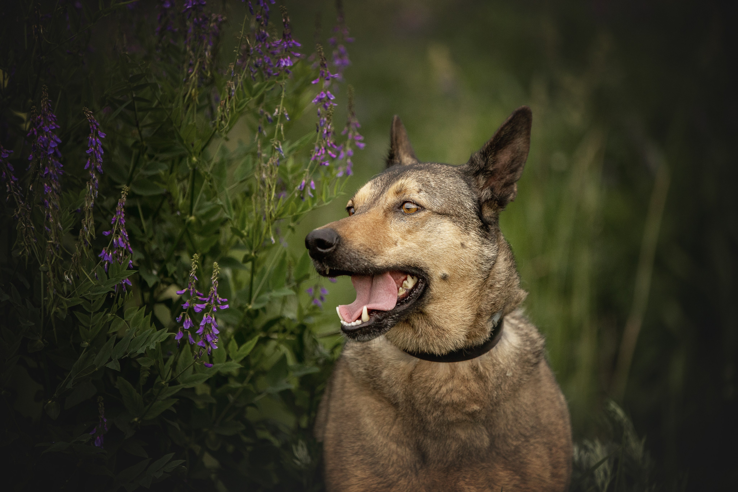 ИЩУТ ДОМ. Фотограф-анималист в Москве и Подмосковье