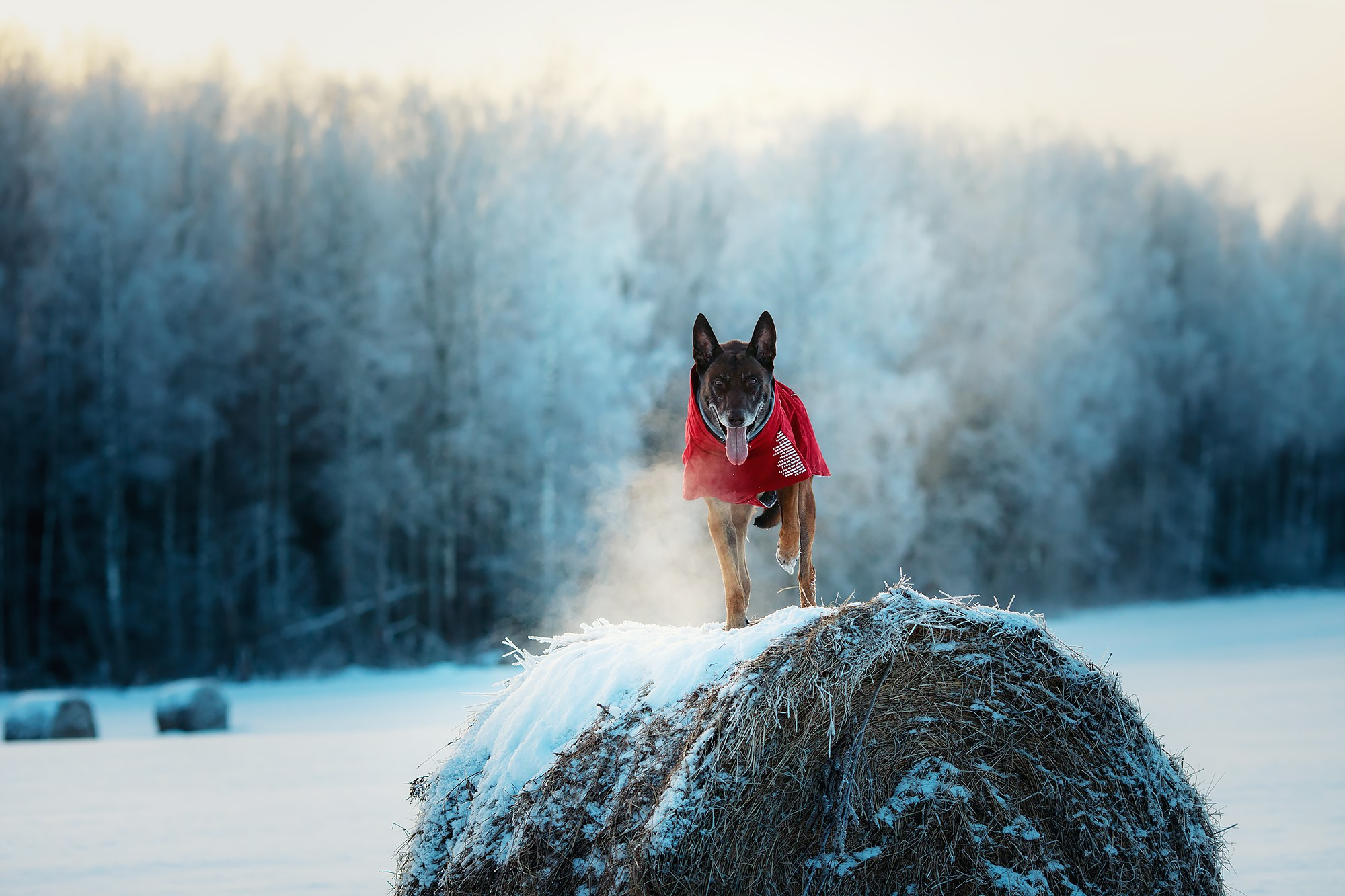 Фотограф-анималист Mary Mart — Москва, Питер