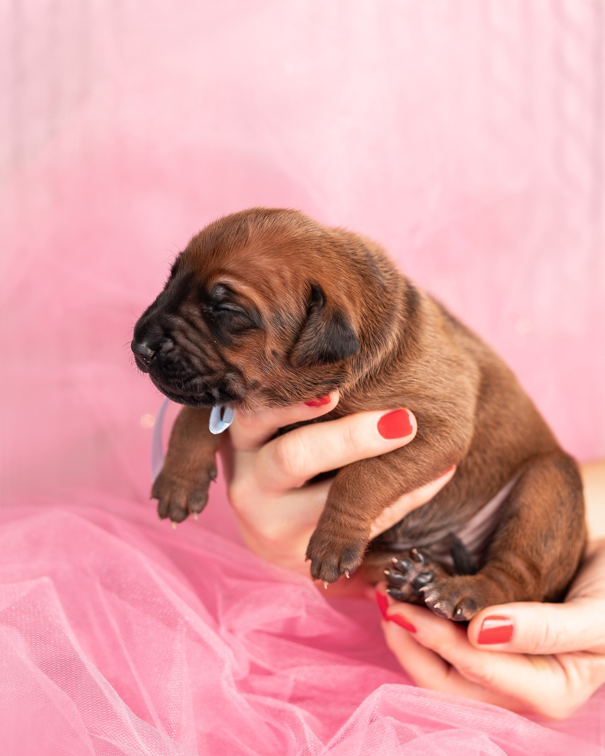 VIVA VERITAS Iz Doma Narayzi. Родезийские Риджбеки в Санкт-Петербурге