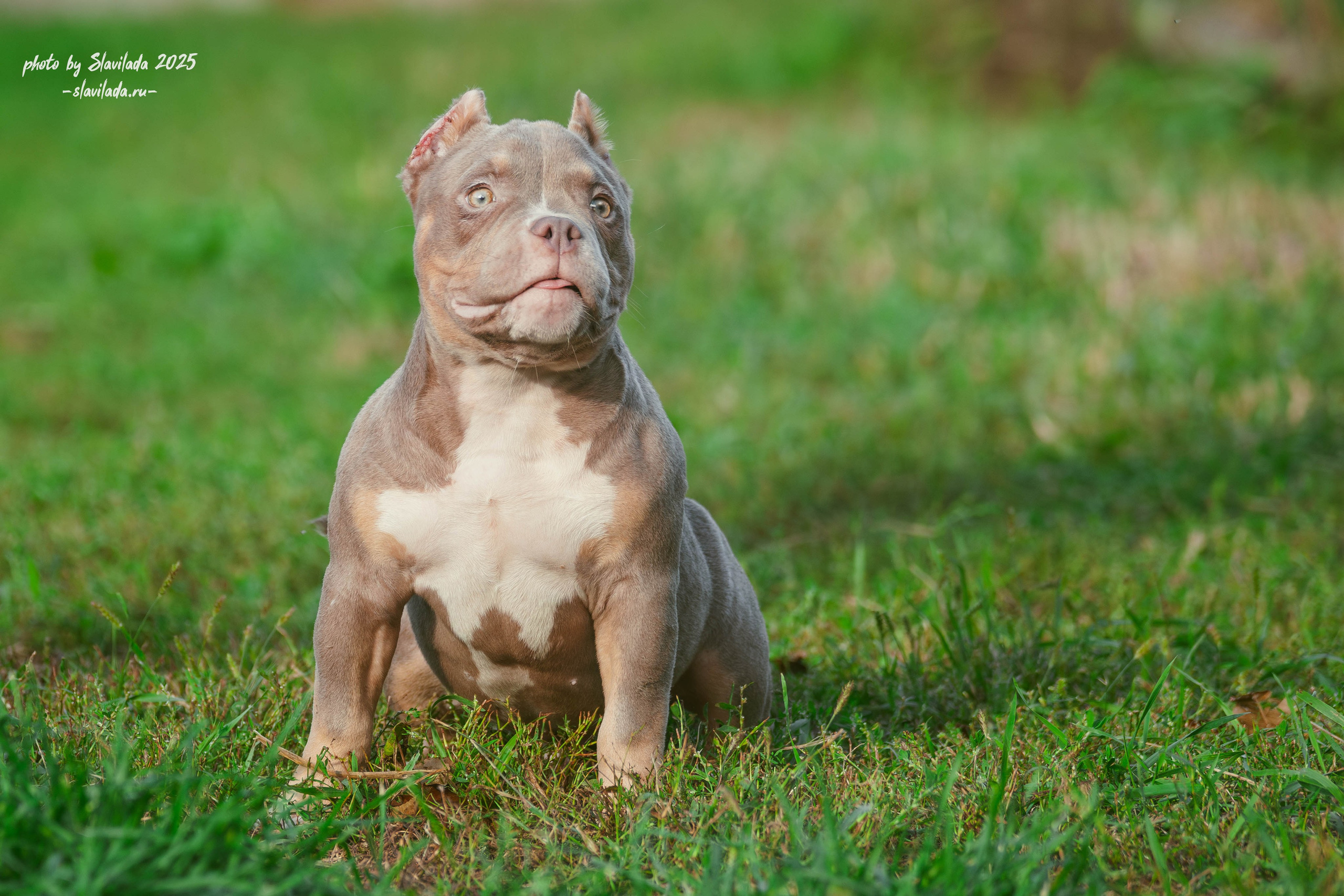 Американский булли. Slavilada-Лапки. Свет. Любовь… Профессиональная фотосессия питомцев Для памяти, пристройства и продажи. Хабаровск