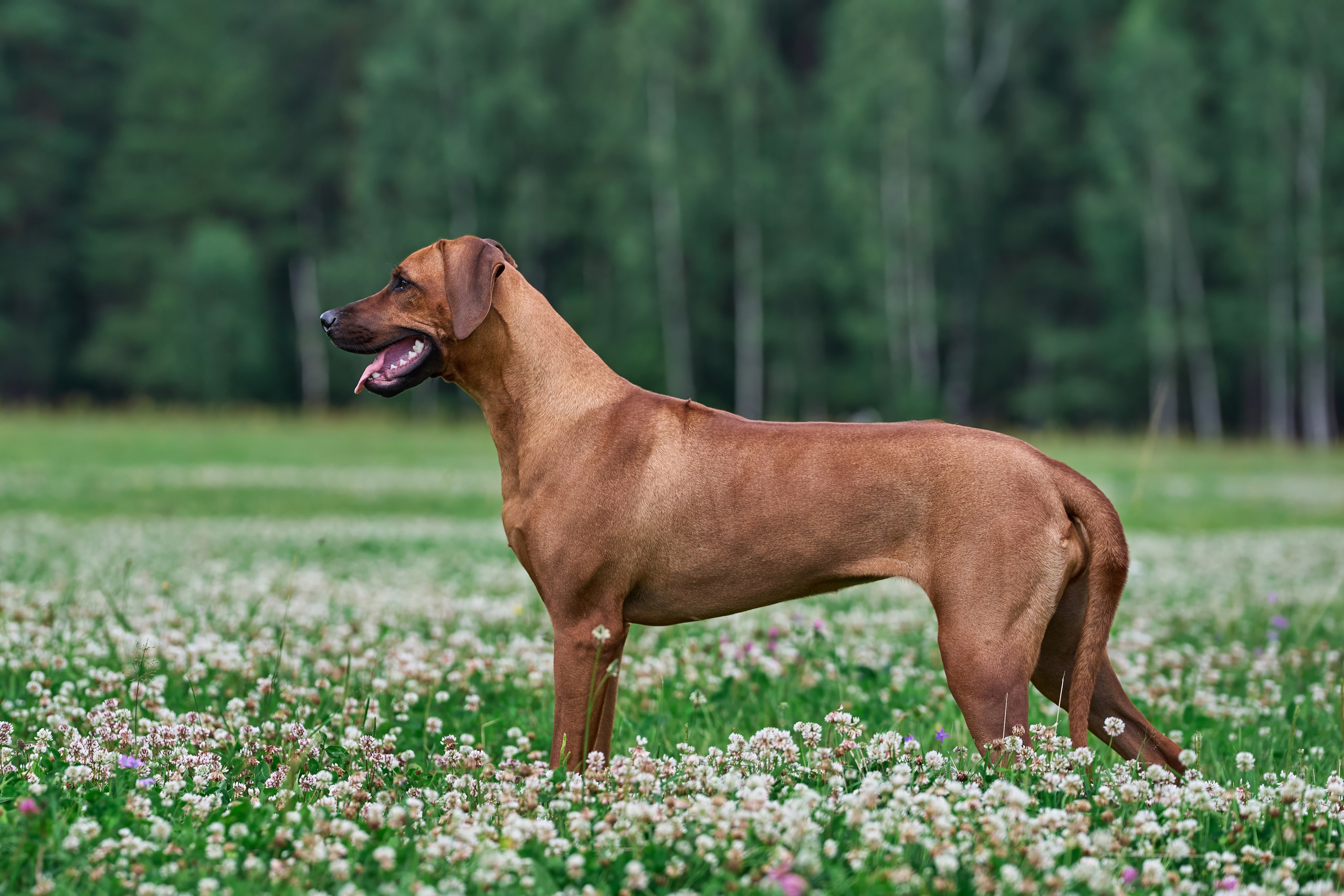 Тренировка по курсингу в Донино. Фотограф-анималист Михаил Манухин