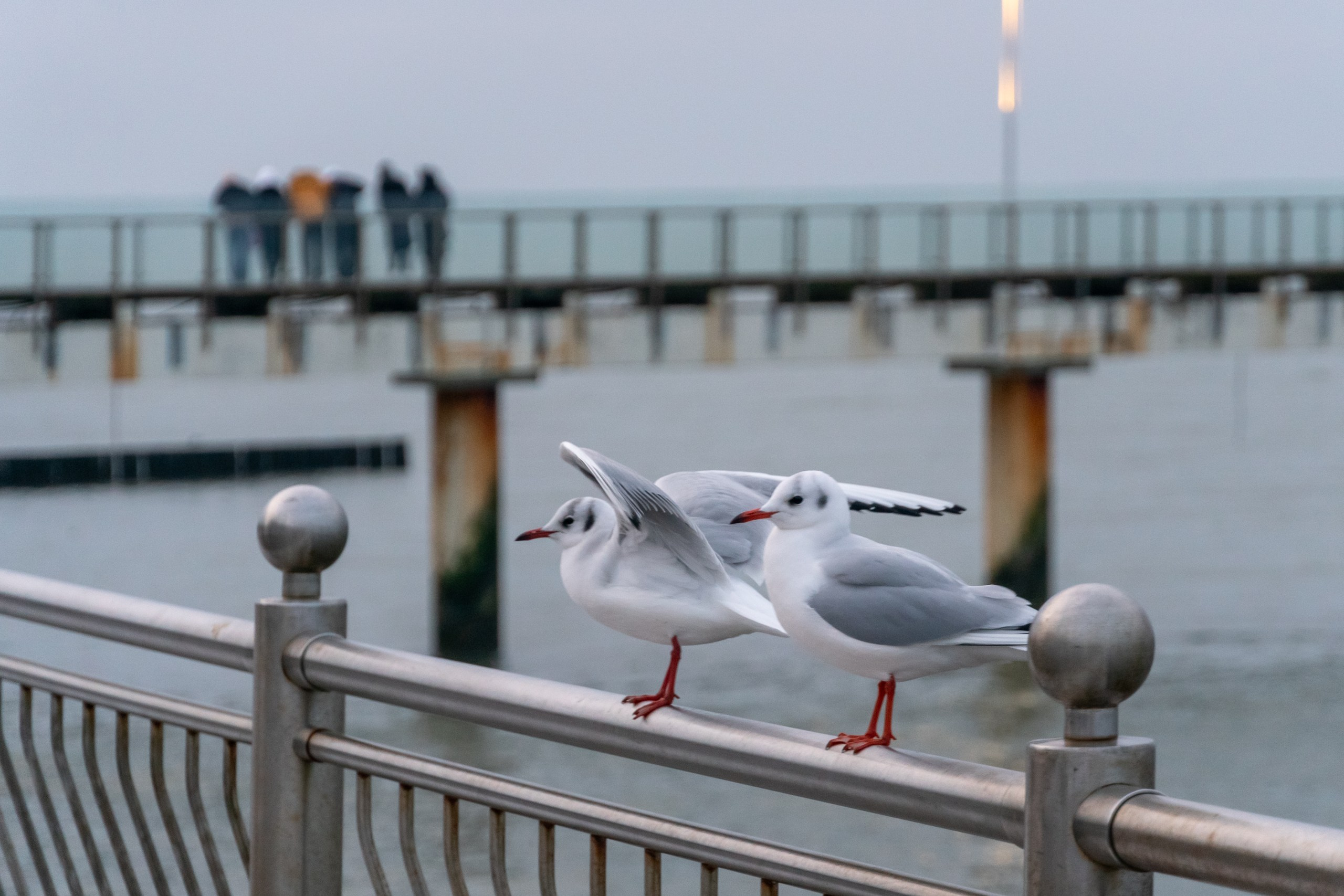 Двое в Новогоднем Зеленоградске. Фотограф Татьяна Рутковская Калининград